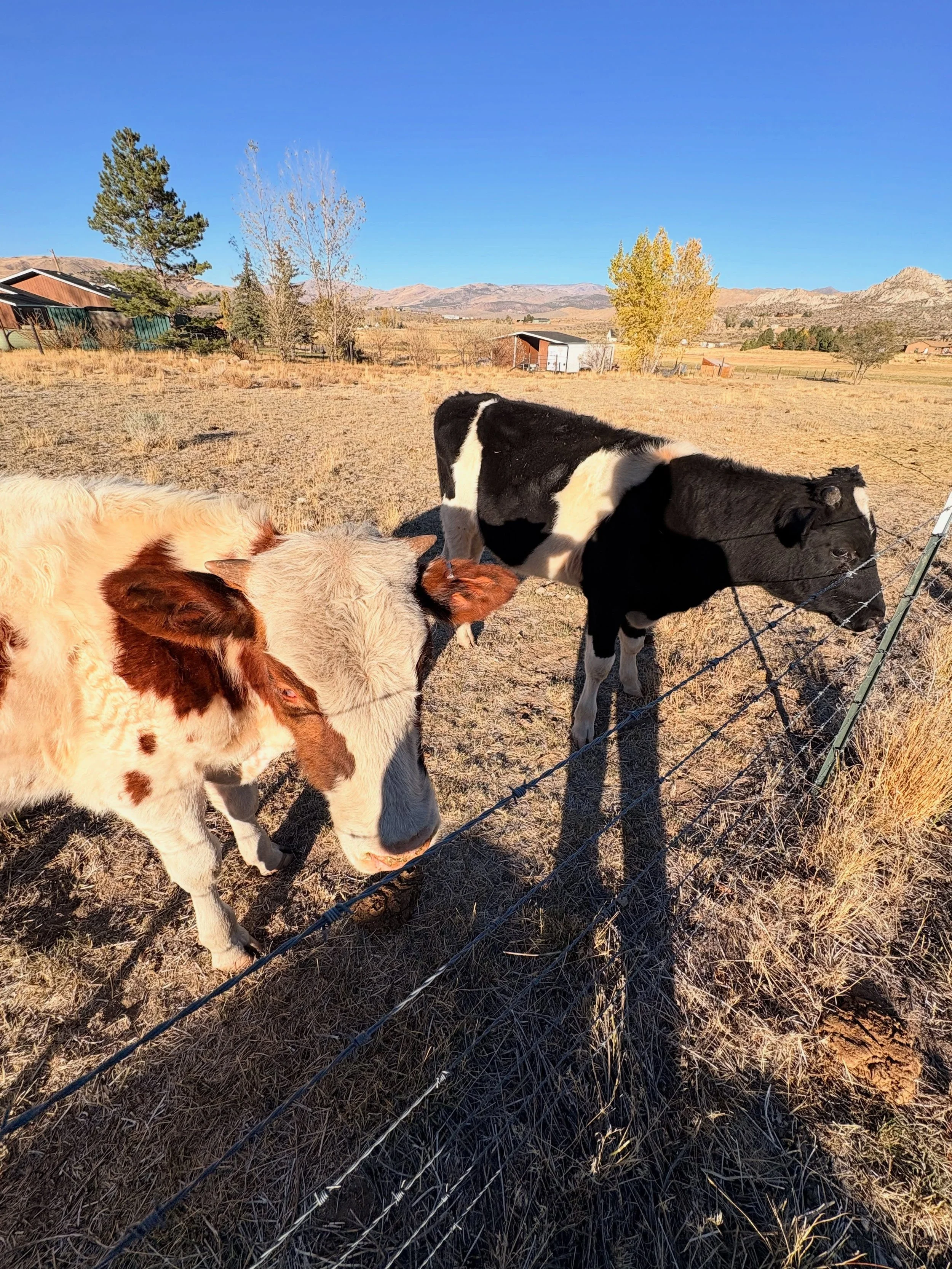 These two! Bottle fed them at just a few weeks old and now they are proper bulls!!! So cool to see them grow! @allieface141