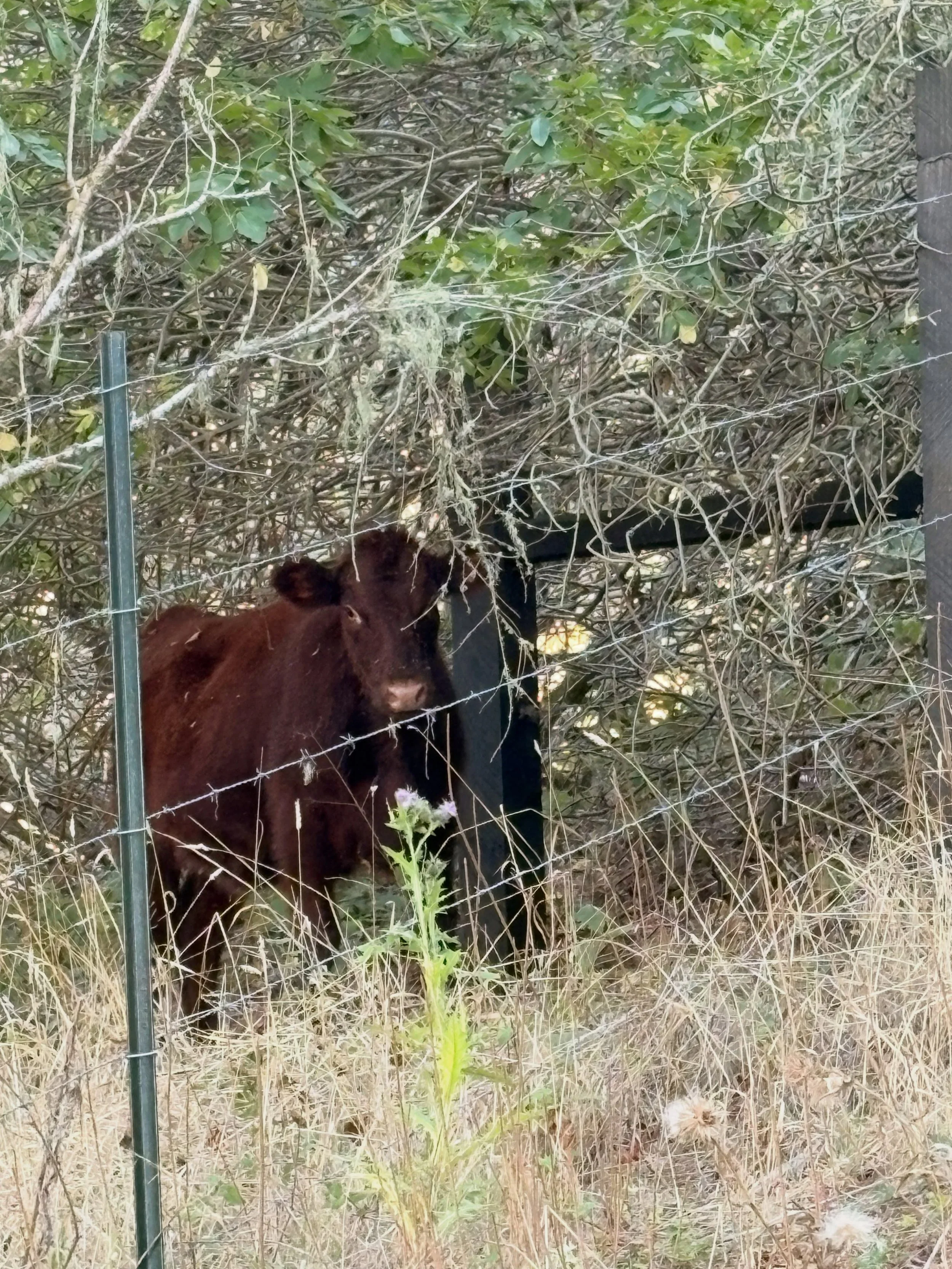 She loves this corner&hellip;.dang creep 😂😂😂 #cows #cow #livestock #rdrranchingco
