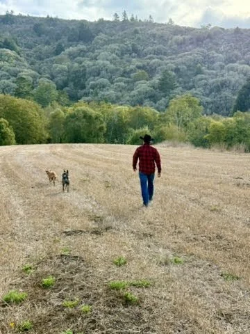 Person walking across a harvested field with two dogs, surrounded by wooded hills.