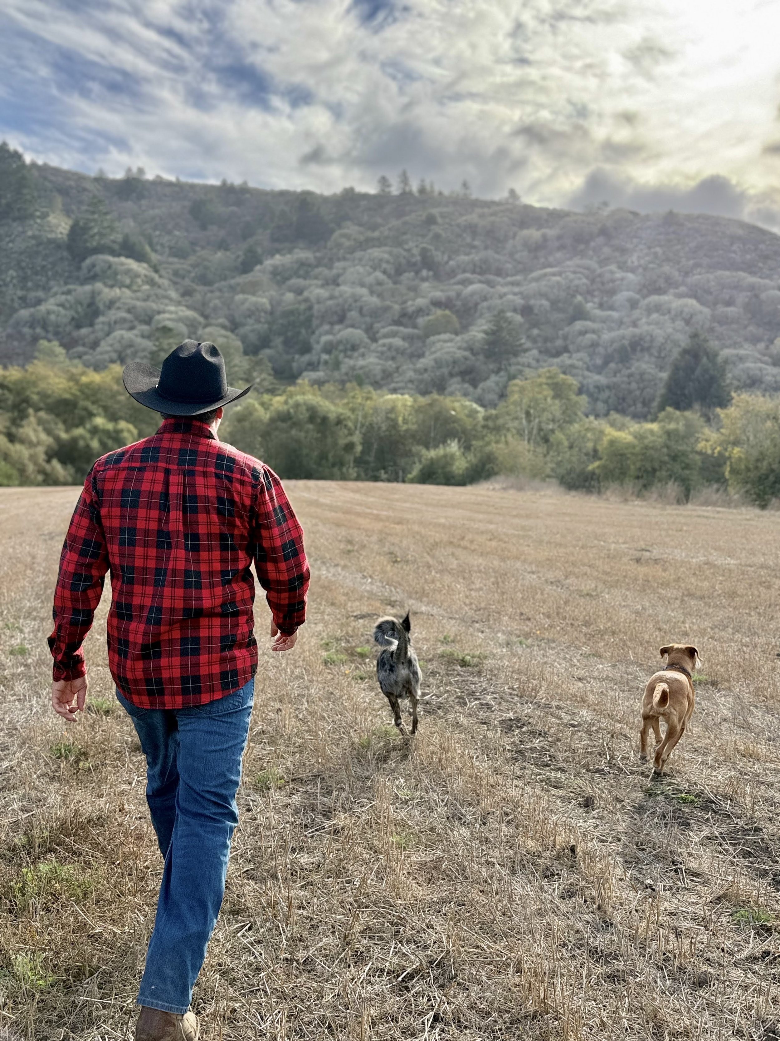 Person in a black cowboy hat and red plaid shirt walking through a field with two dogs, overlooking a forested mountain landscape.