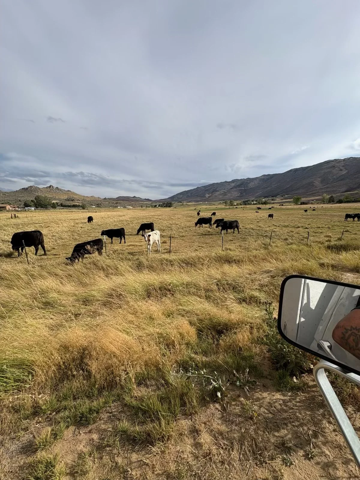Cattle grazing in a golden pasture surrounded by rugged mountains under an overcast sky