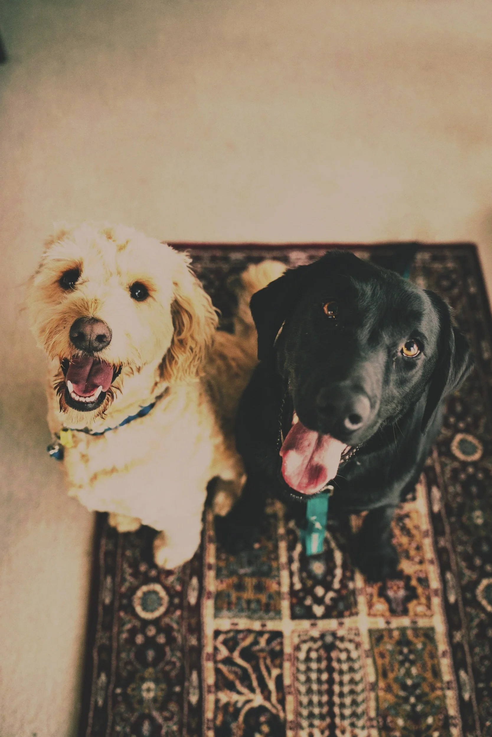 Two dogs, one yellow curly-haired with open mouth and tongue out, and one black short-haired with open mouth and tongue out, standing on a patterned rug in a room.