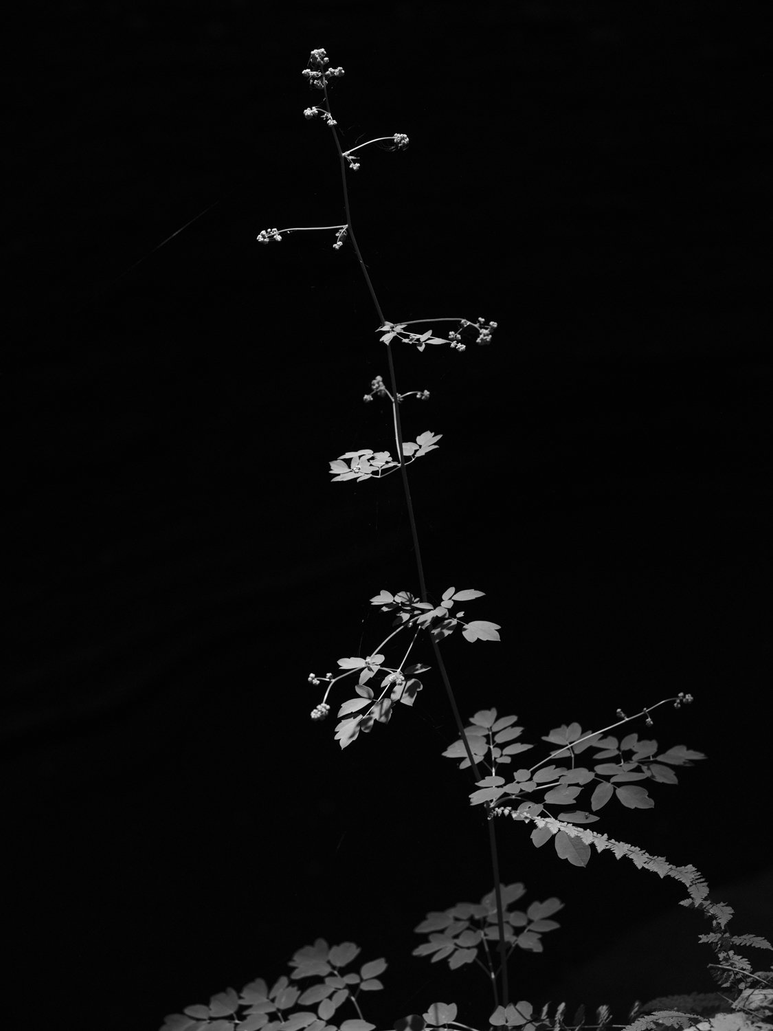 _DSF5078.jpg