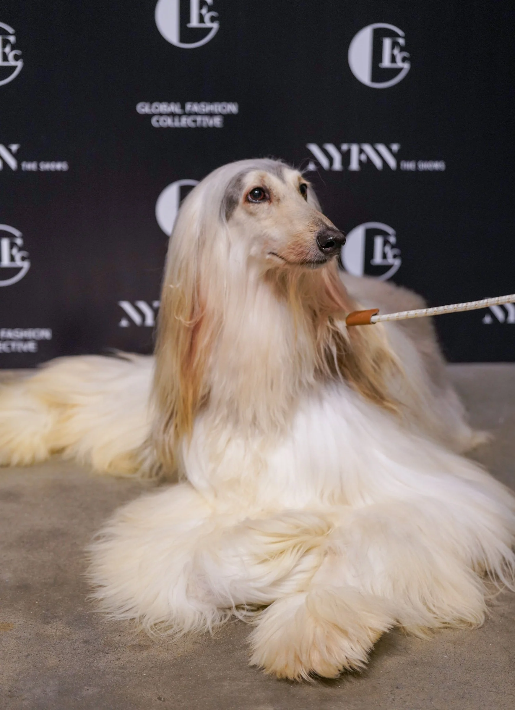 A long-haired dog with white and light brown fur lying on a concrete floor. The dog has a gentle expression, and a leash is attached to its collar. The background features a black banner with white text and logos, including "Global Fashion Collective