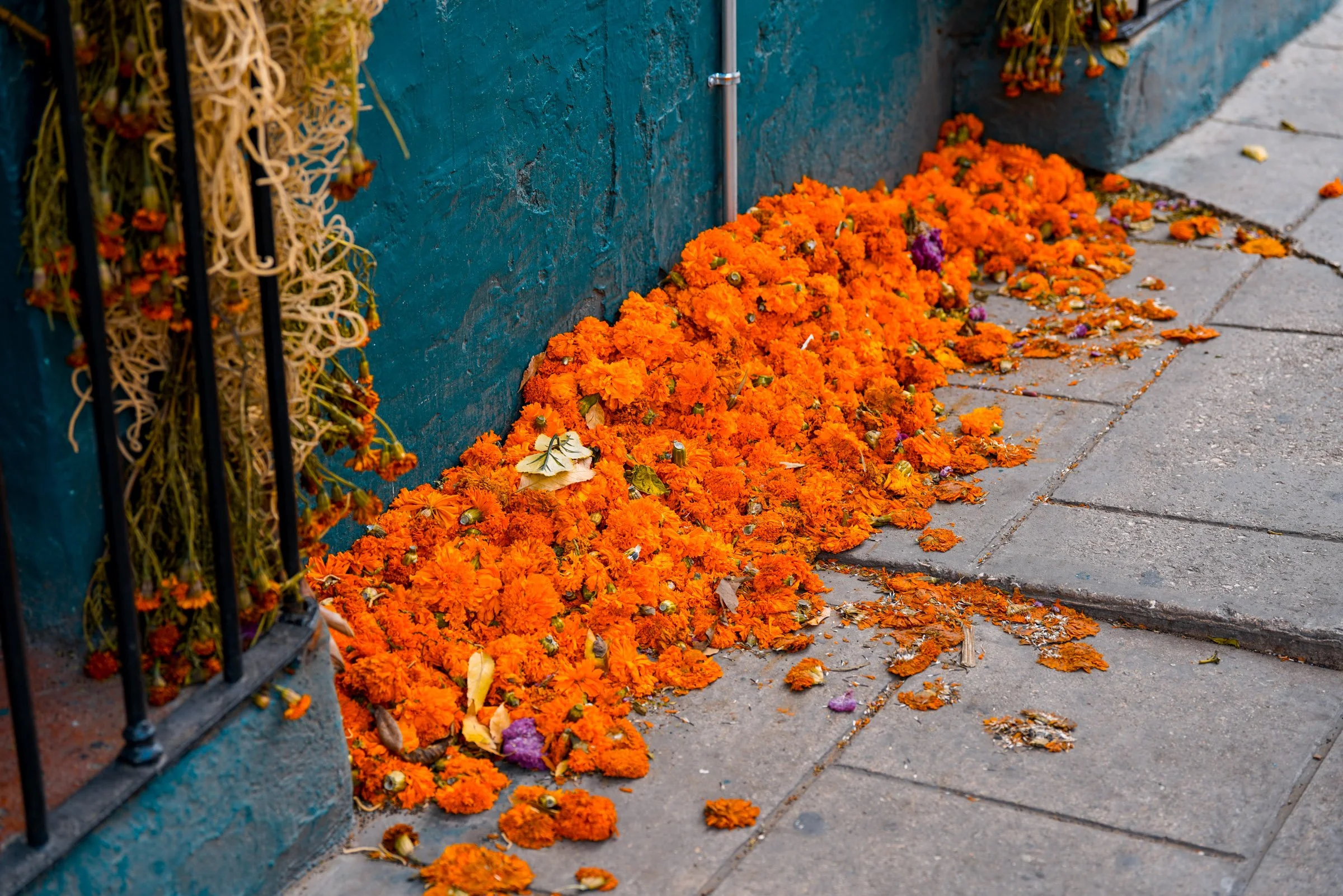 Orange marigold flowers scattered on the sidewalk near a blue wall, with some flowers fallen onto the street and a black metal fence partially visible on the left. Oaxaca during Dįa de los Metros.