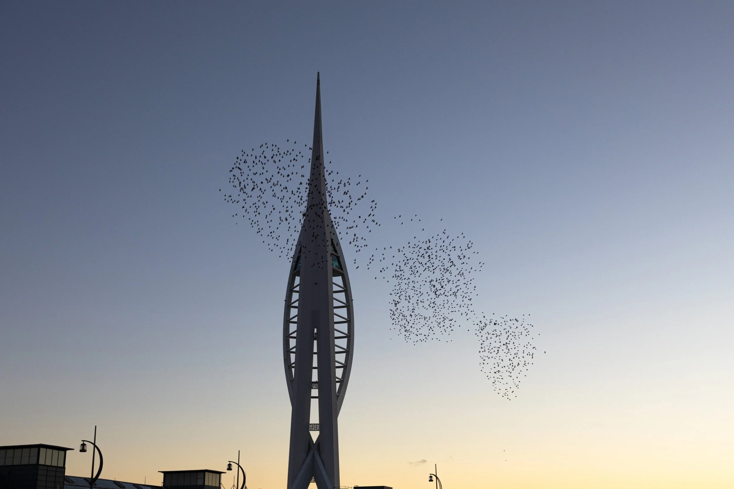Starlings, Spinnaker Tower