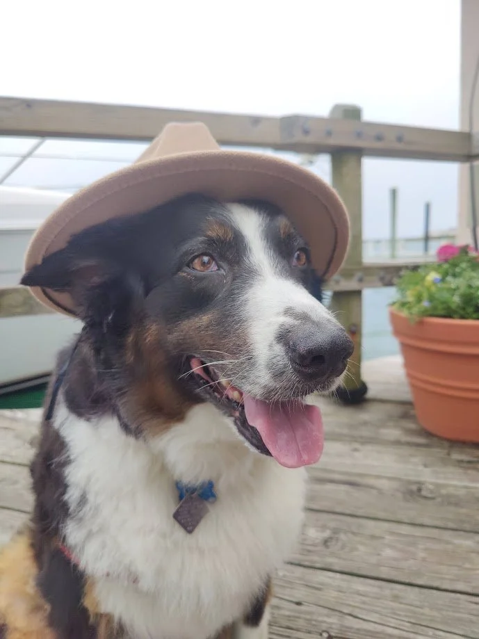 A happy dog wearing a tan hat on a wooden deck, with a large pot of flowers in the background.