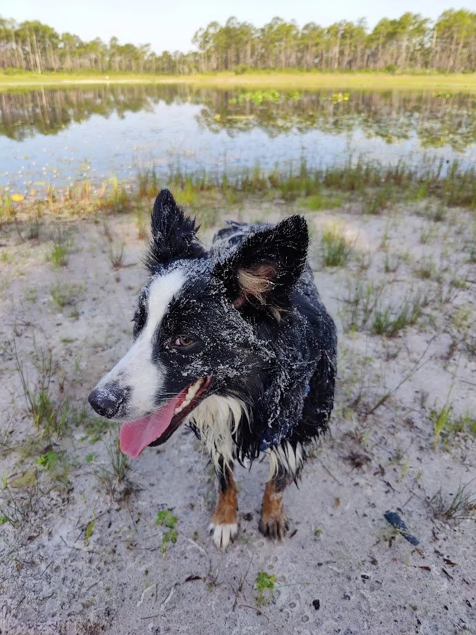 A black and white Australian Shepherd with sandy fur on its face and paws, standing on a sandy area near a body of water with trees in the background.