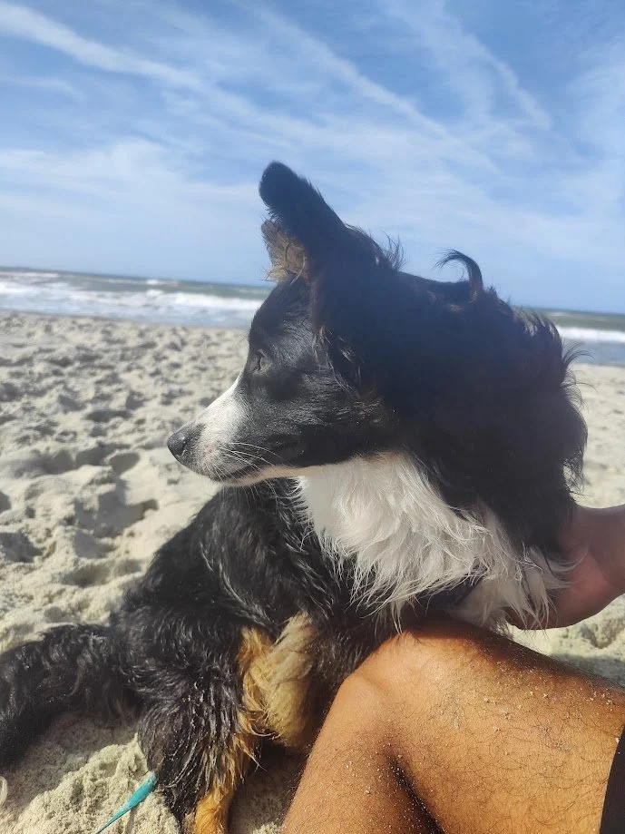 A black and white dog sitting on a sandy beach with the ocean and sky in the background.