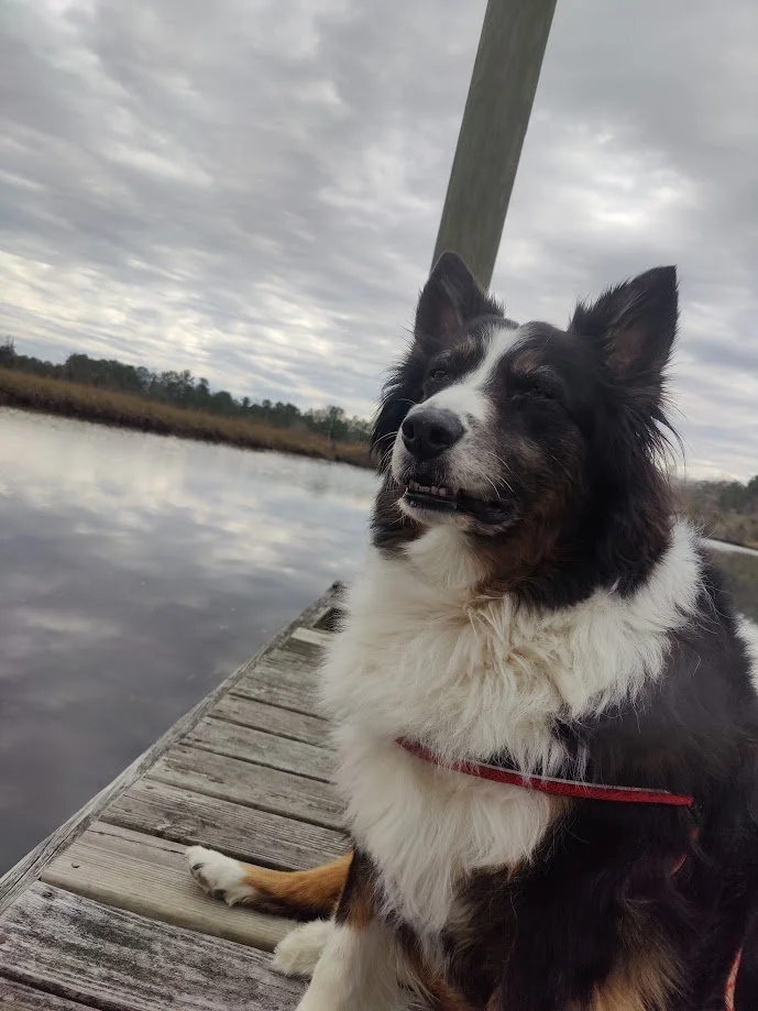 A dog with black, white, and brown fur sitting on a wooden dock by a body of water under a cloudy sky.