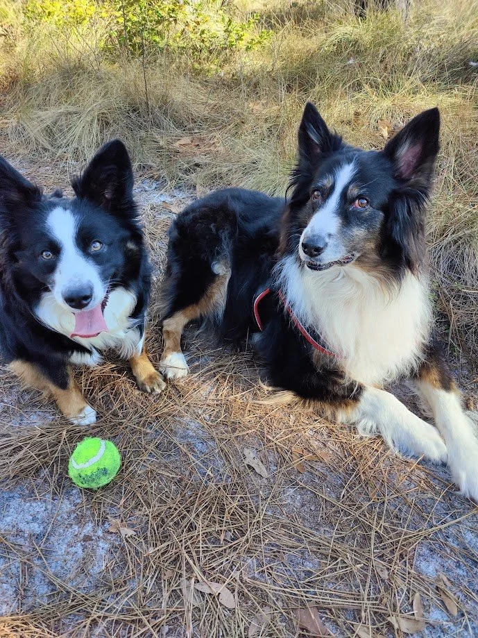 Two Australian Shepherd lying on a patch of dry grass and pine needles outdoors, with a green tennis ball in front of them.