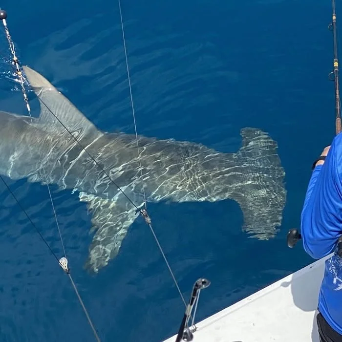 Hammerhead shark caught boatside on a Cool Breeze charter