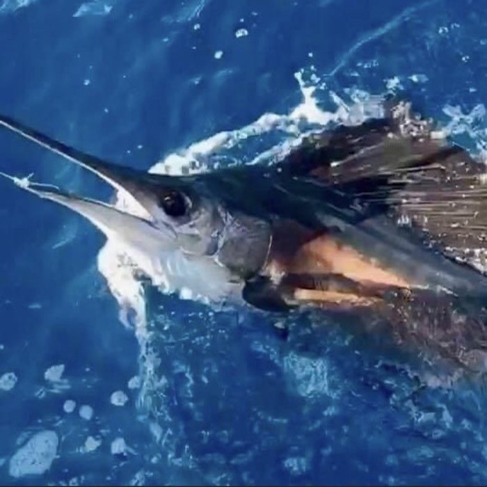 Sailfish jumping out of the water while being reeled in on a Cool Breeze charter