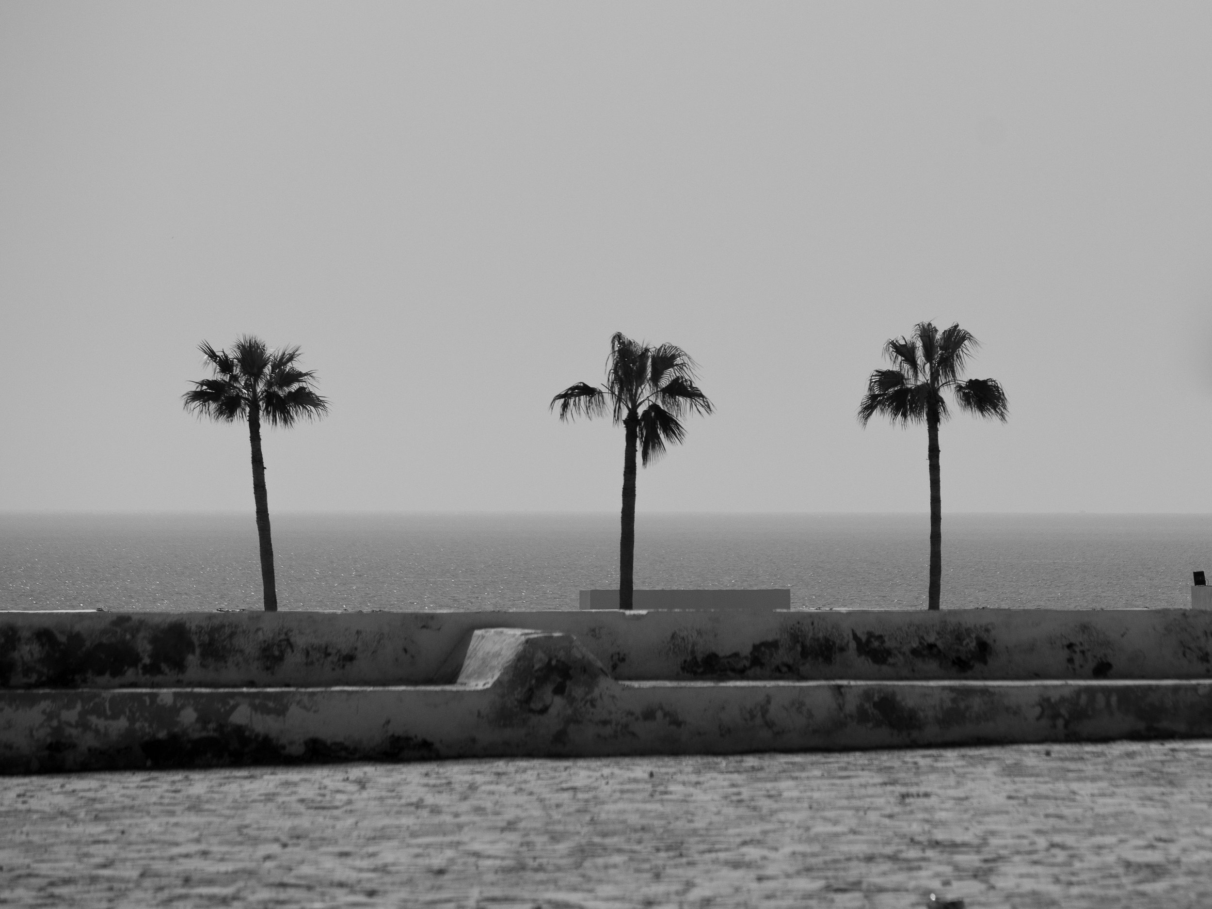 Black and white photo of three palm trees near the ocean with a cloudy sky above.