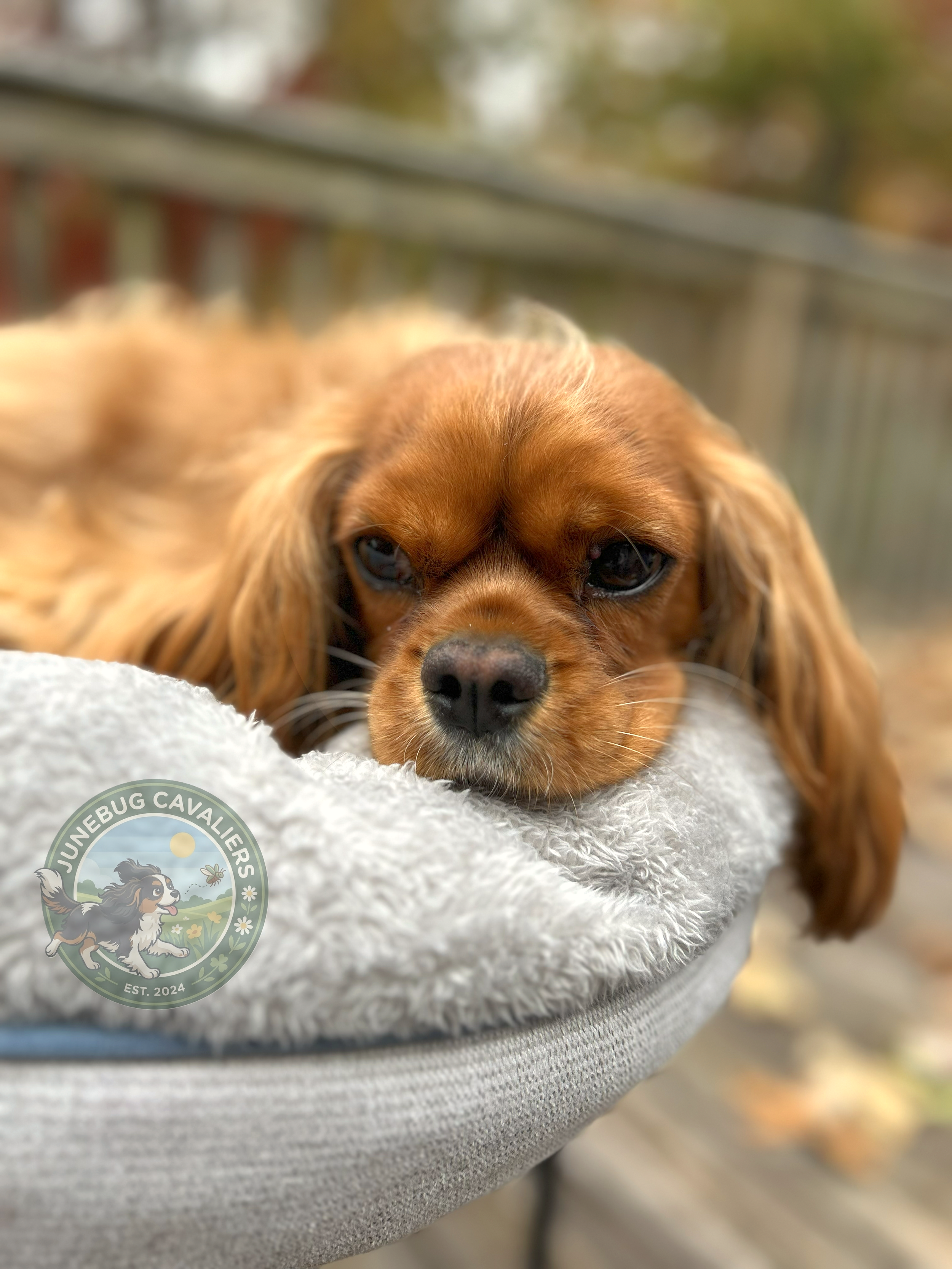 Close-up of a brown dog resting its head on a fluffy gray blanket, with a blurred outdoor background and a logo in the lower left corner that says 'JuneBug Cavalier, EST 2024'.