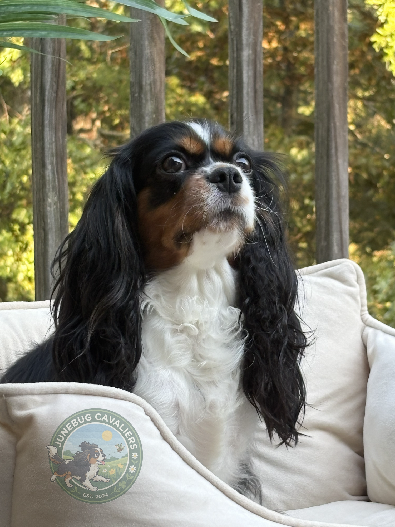 Stella, Tricolor Cavalier