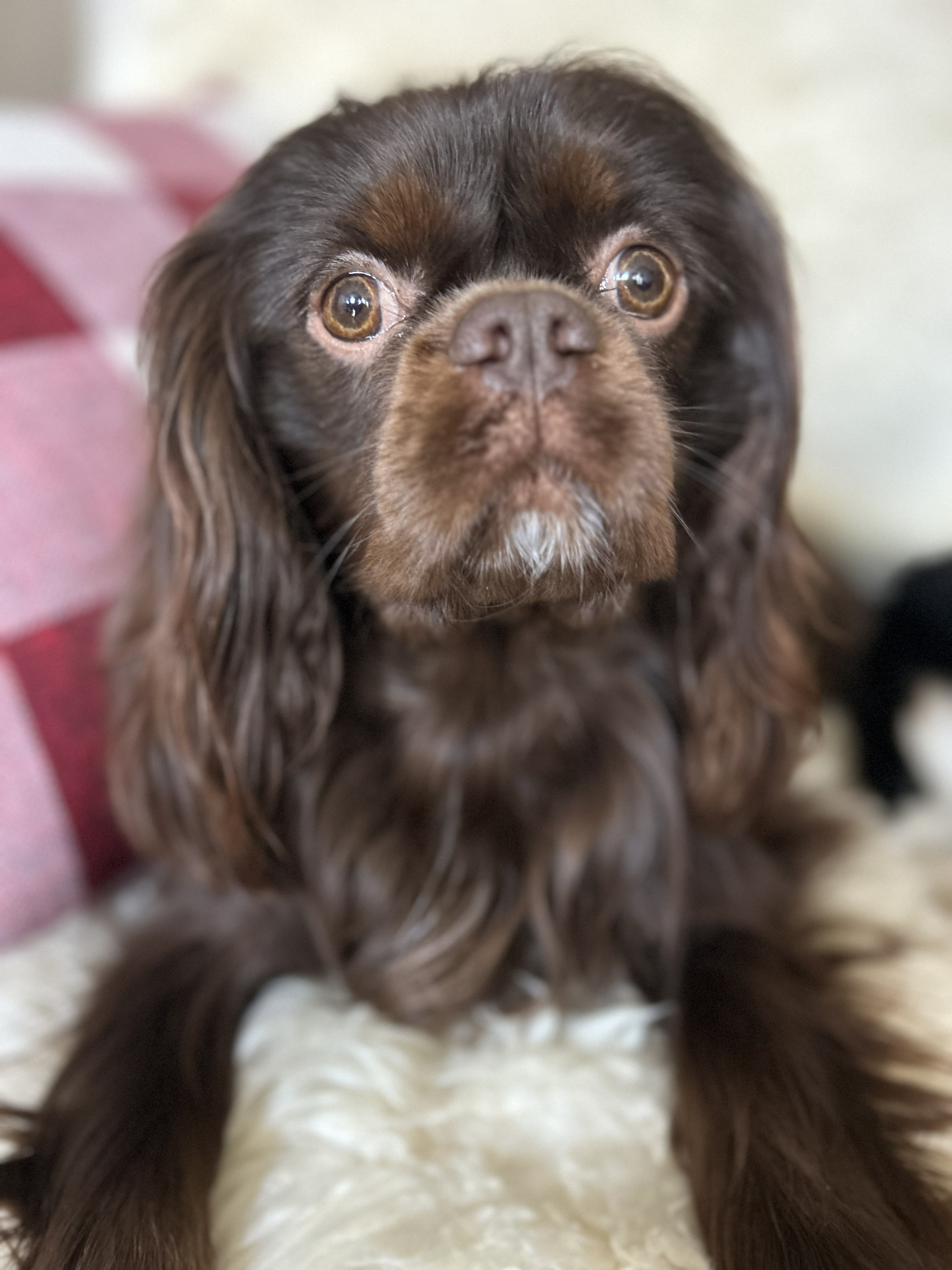 Tootsie. Chocolate Cavalier King Charles Spaniel. OFA CHIC certified. Stud service available.