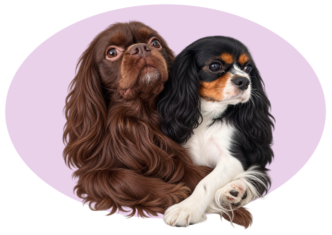 Two Cavalier King Charles Spaniels, one brown and one black and white, sitting together with a light purple background.