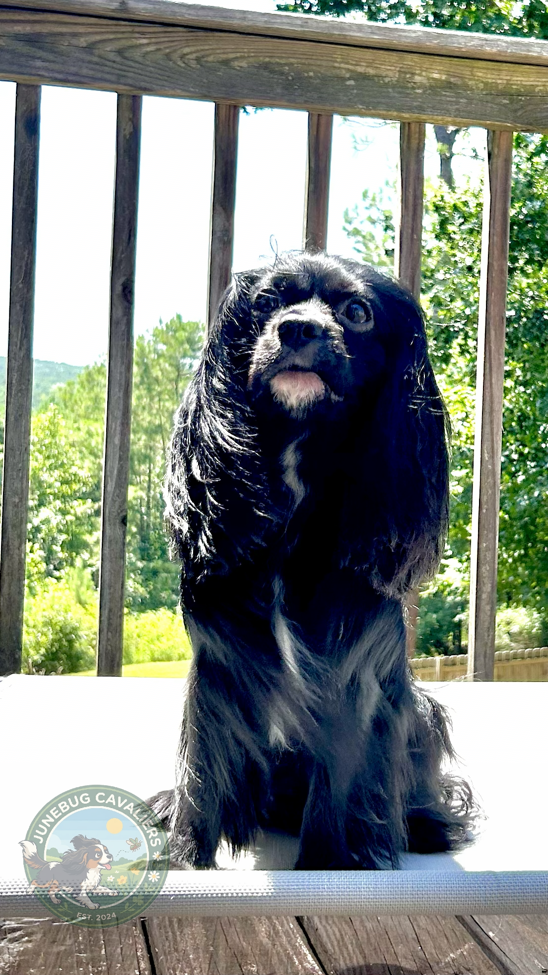 Padfoot, Black Cavalier