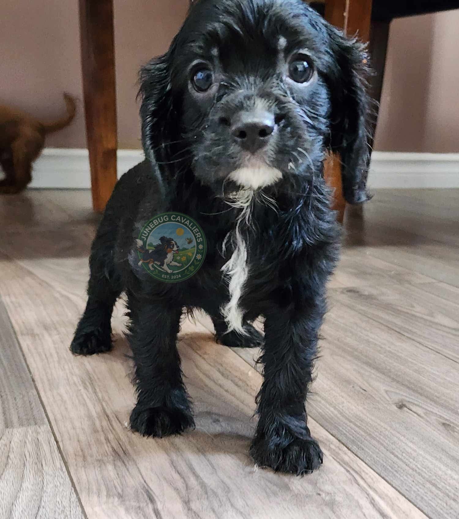 A black puppy with white markings on its chest and paws standing on a wooden floor indoors.