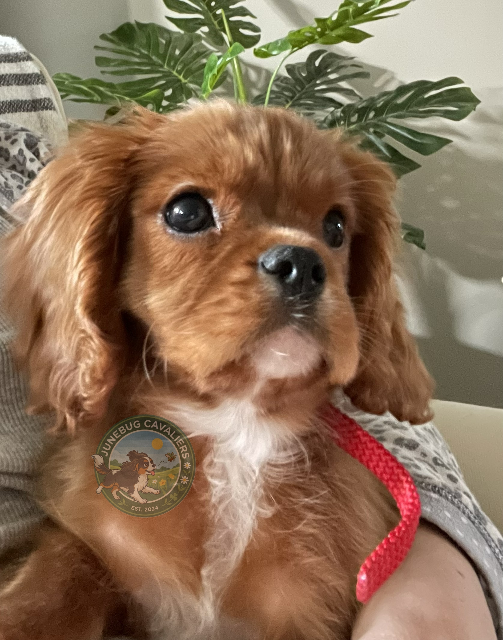 Ruby Cavalier puppy, cute puppy, ruby cavalier, cavalier puppy