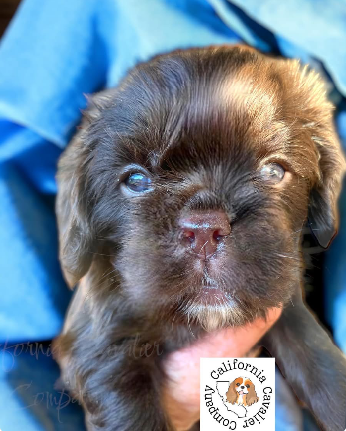 Baby Tootsie, a solid chocolate Cavalier King Charles Spaniel puppy, being held.