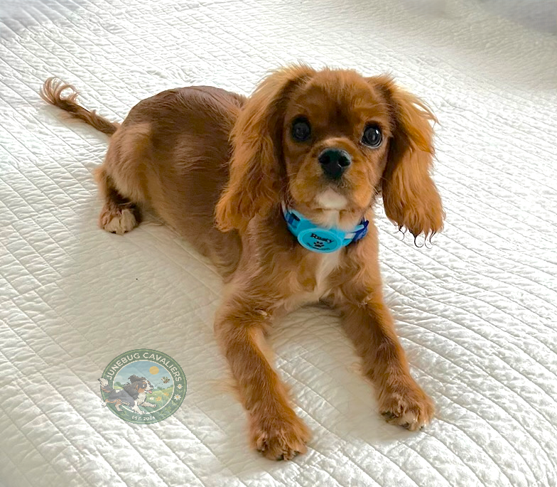 A small brown Cavalier King Charles Spaniel puppy with floppy ears and big eyes lying on a white quilted bedspread, wearing a blue collar.
