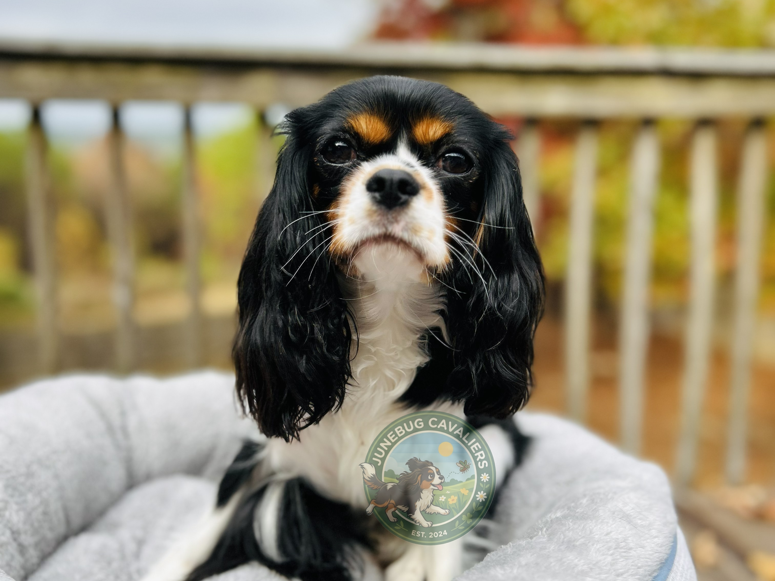 Close-up of a small black, white, and brown Cavalier King Charles Spaniel puppy sitting on a soft surface with an outdoor background.