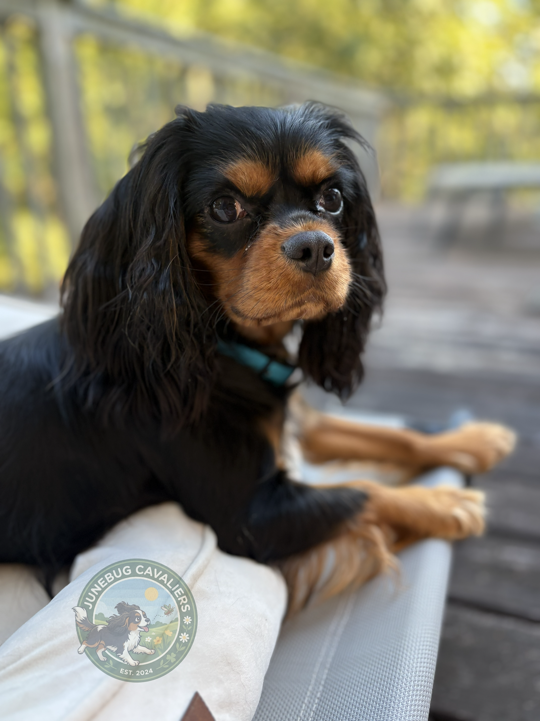 Harper, Black and Tan Cavalier