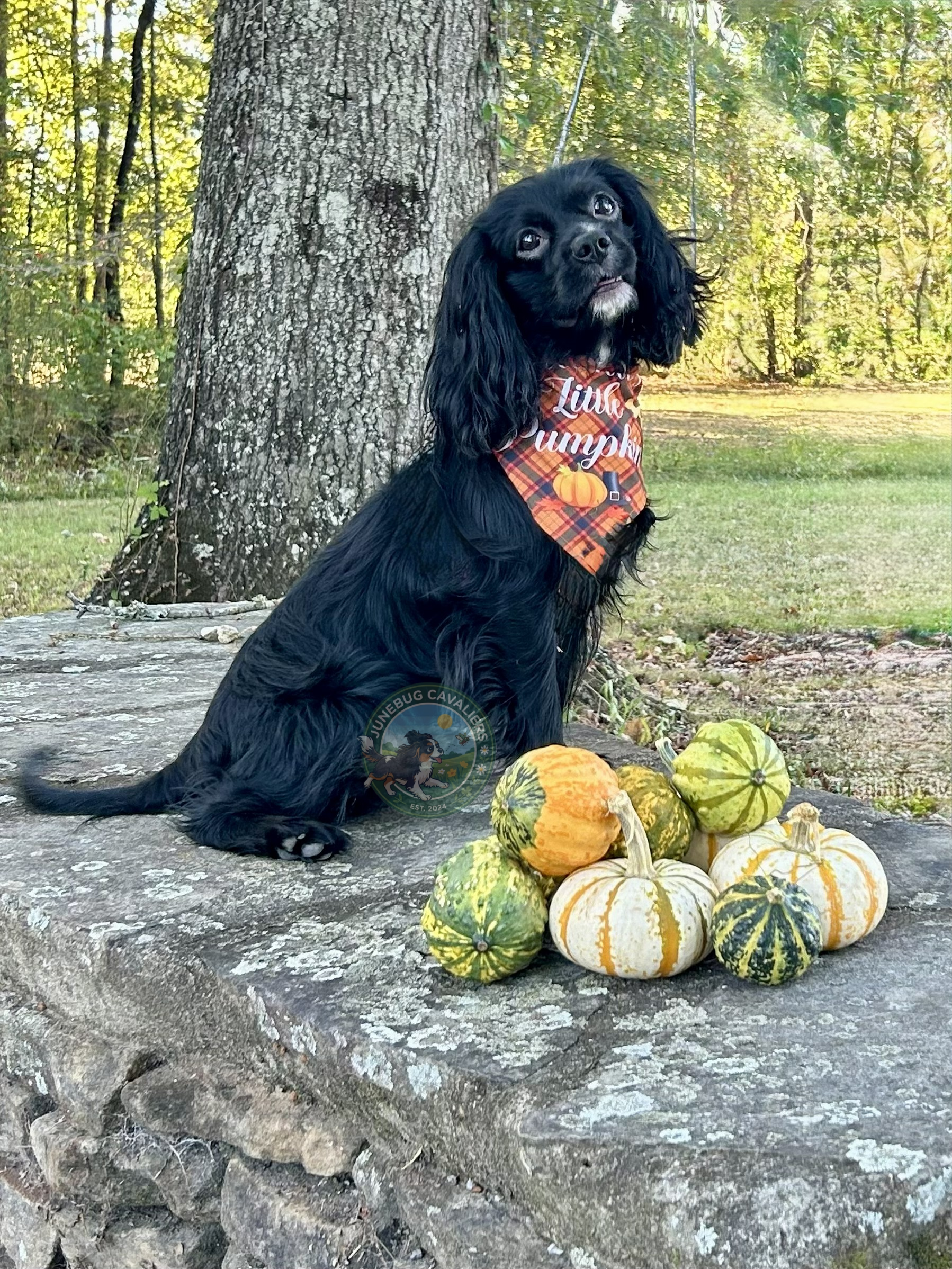 A black dog with long ears sitting outdoors near pumpkins, with a large tree behind it and green trees in the background.