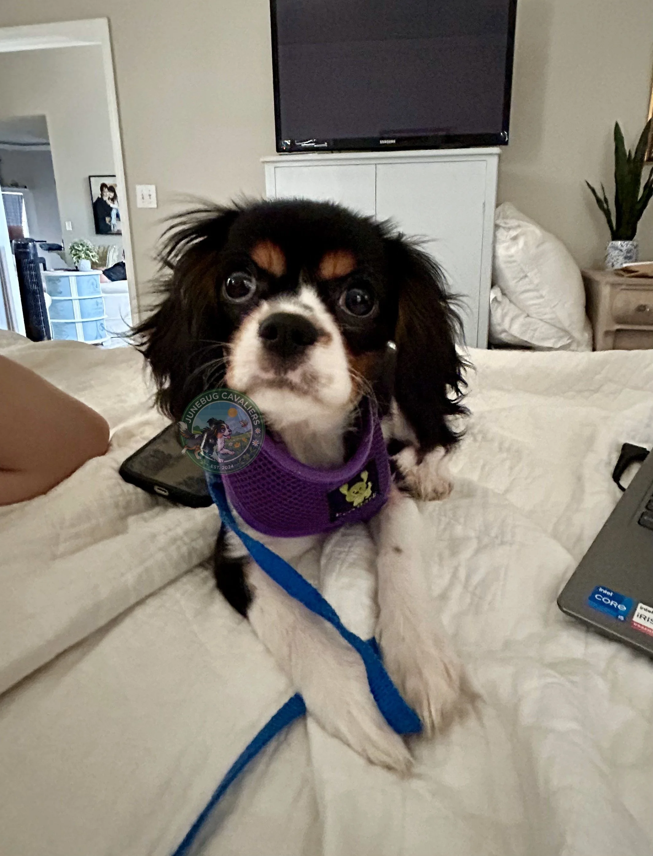Close-up of a small black and white puppy wearing a purple harness, sitting on a bed with a blue leash. The background shows a wall, a television, a nightstand with a plant, and a partially visible person in the mirror.