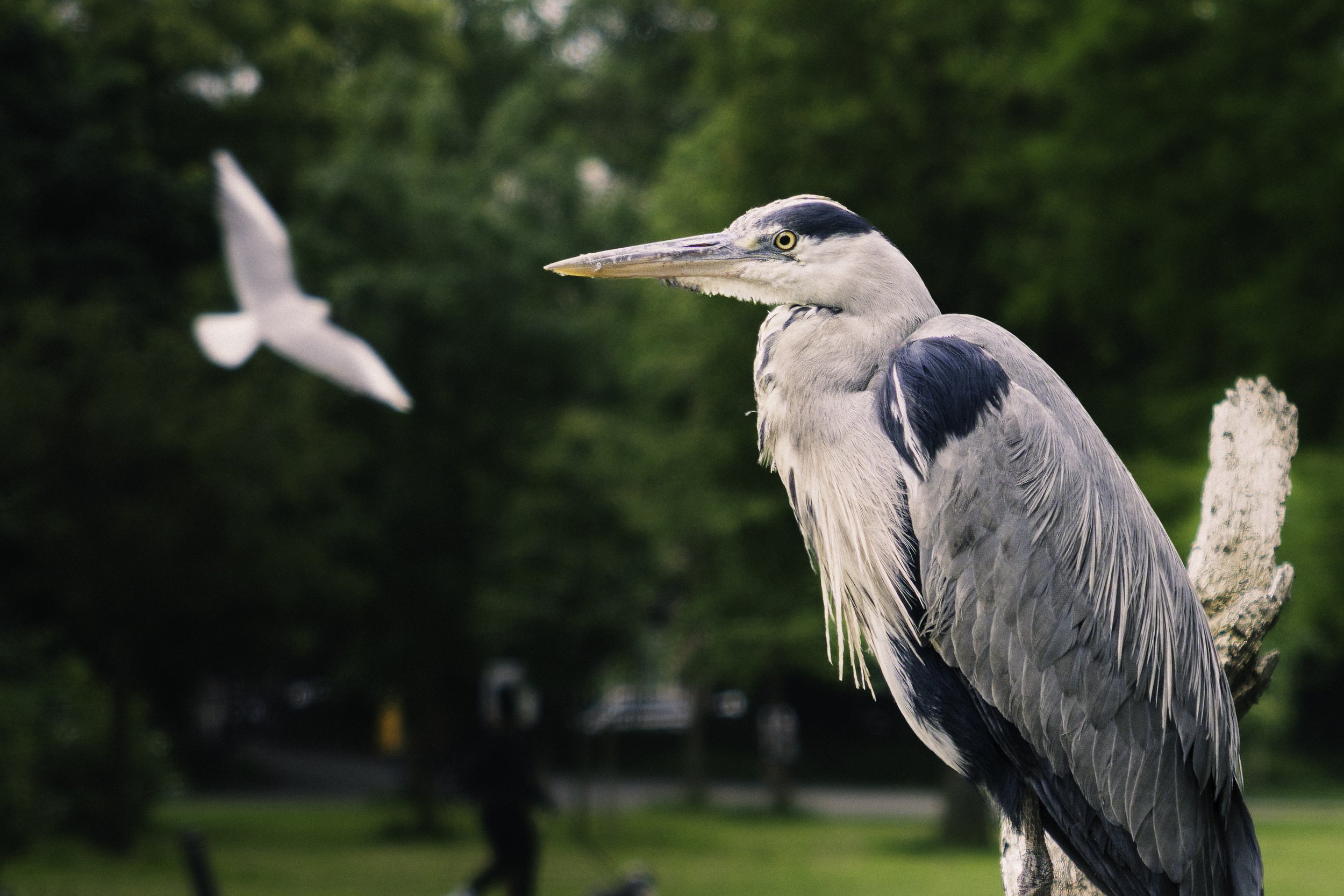 A Grey Heron