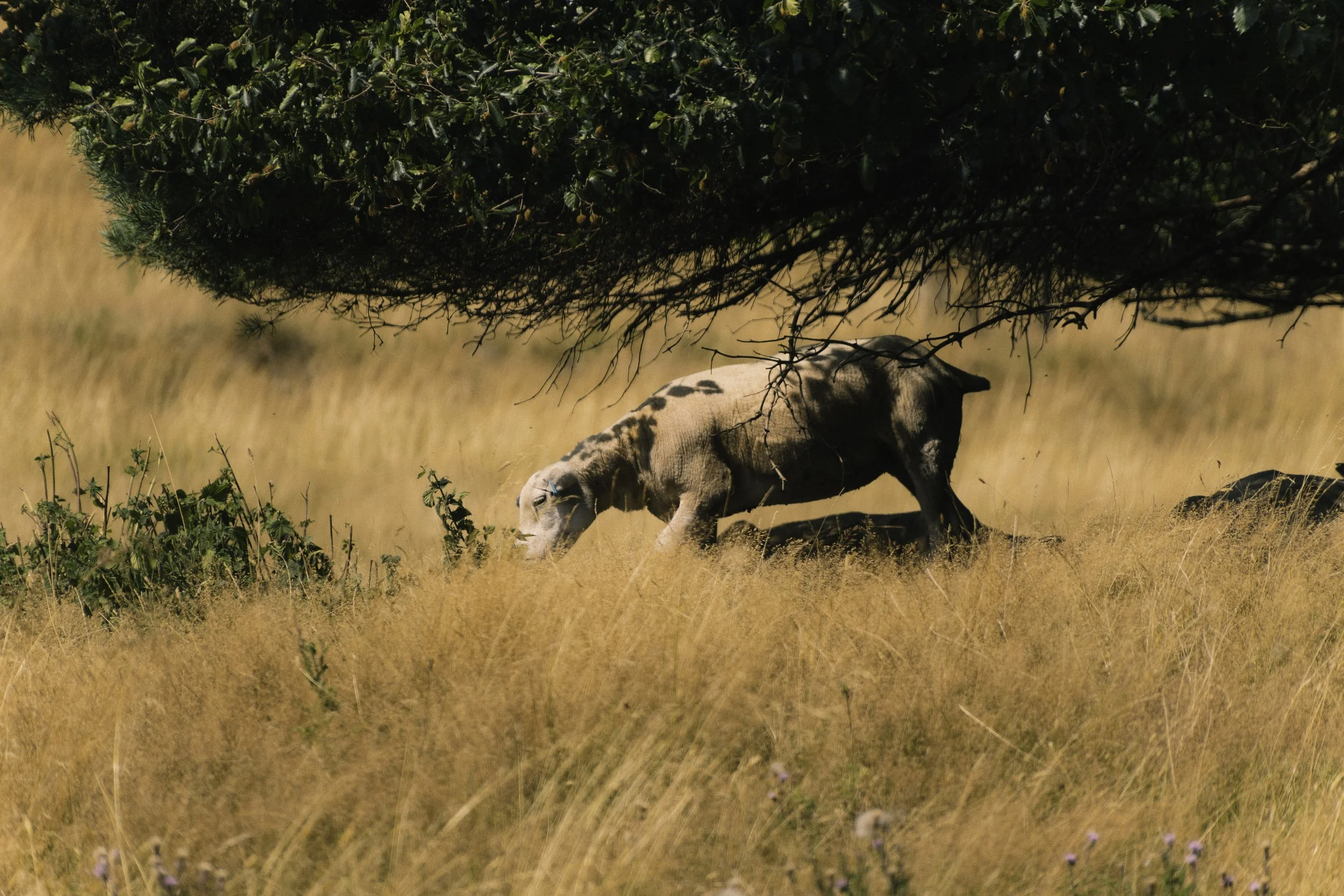 a shorn sheep amongst the Grass