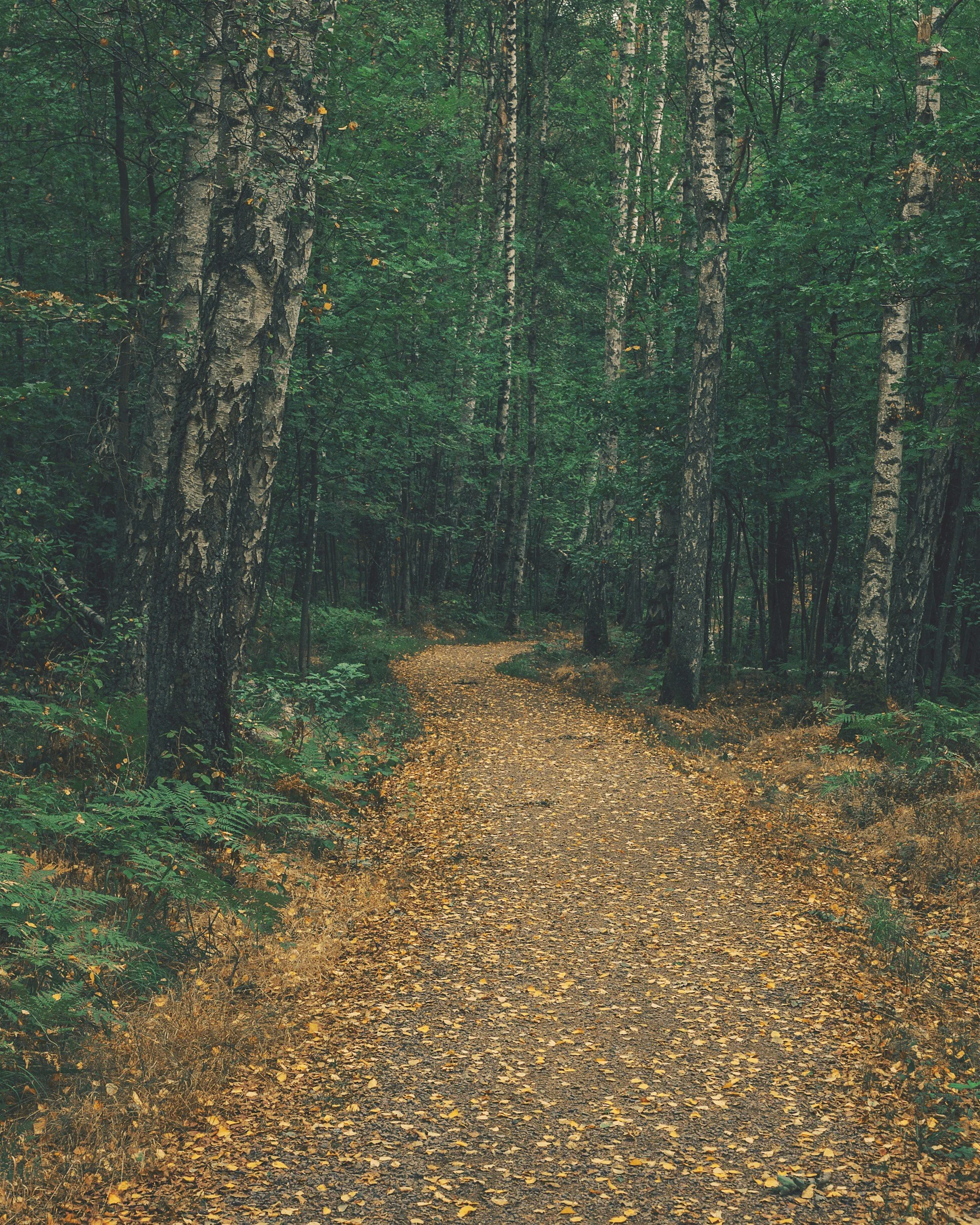 Forest path in Nelson, BC