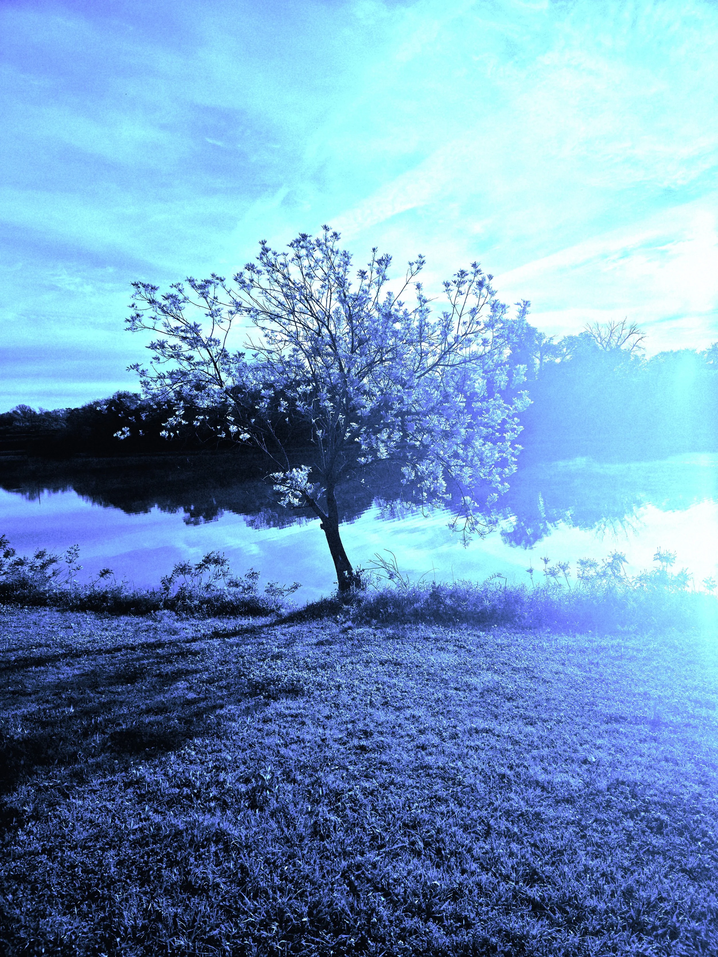 A landscape with a lake, a tree with light-colored flowers, and a partly cloudy sky with sunlight shining through.