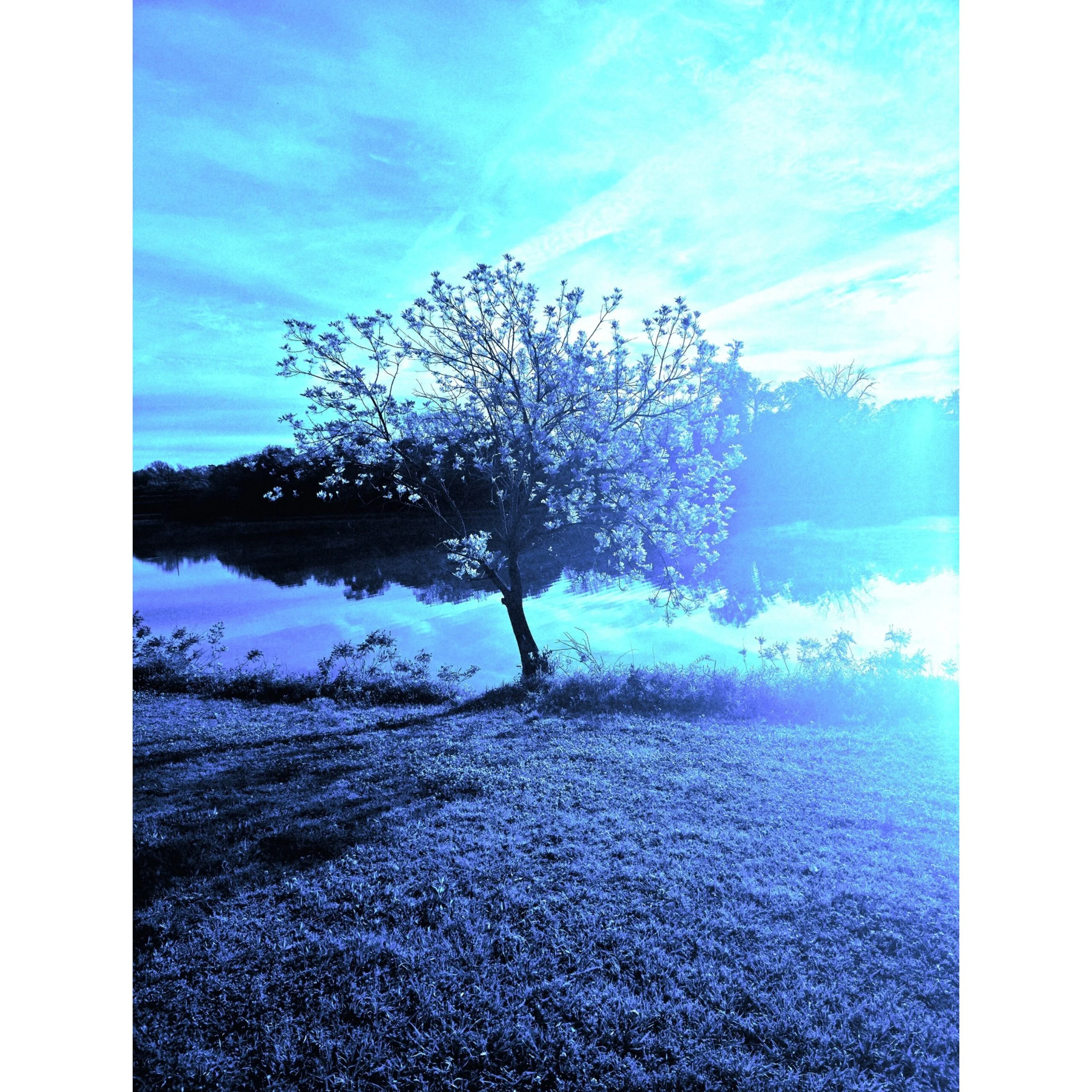 Blue Tree