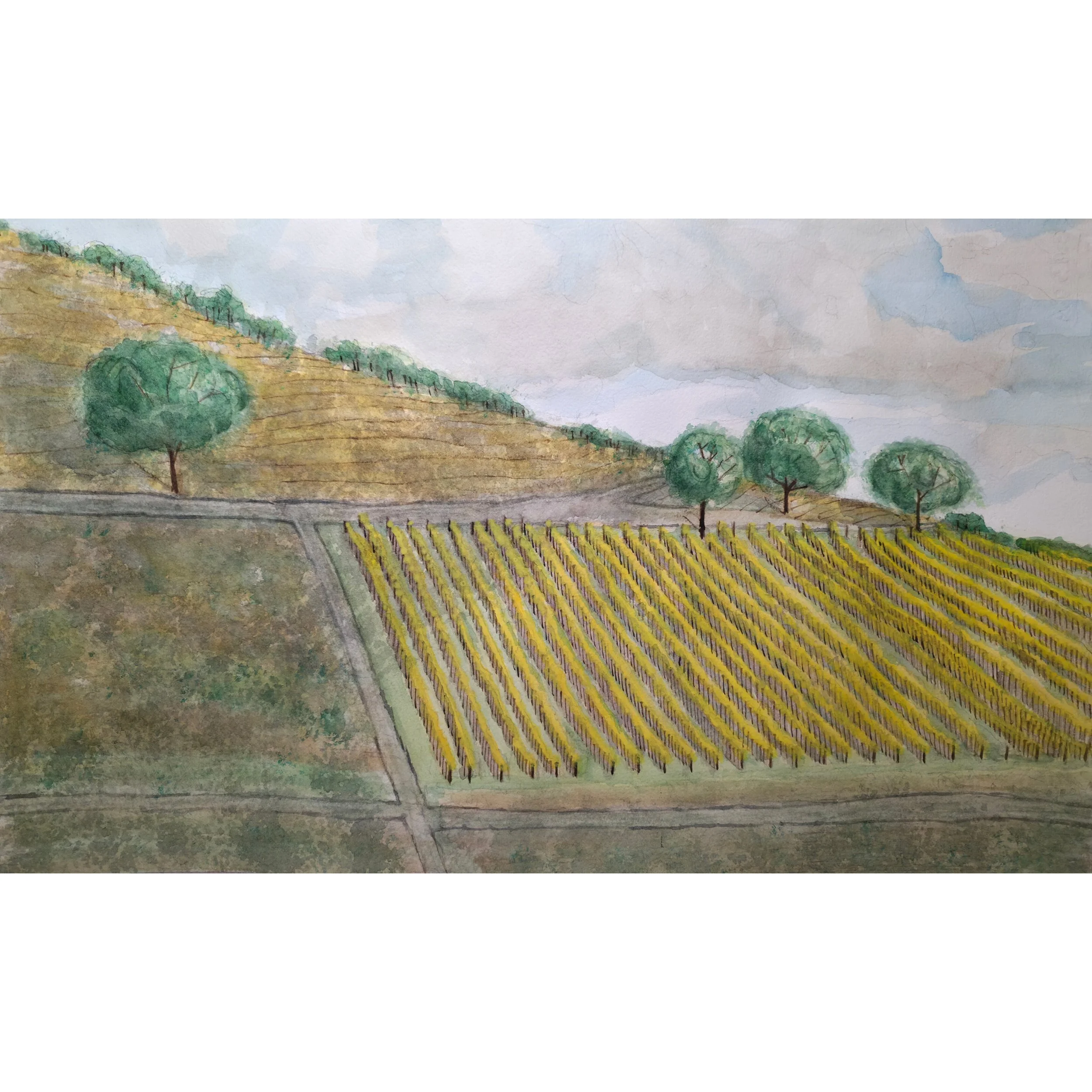 Porta Vineyard