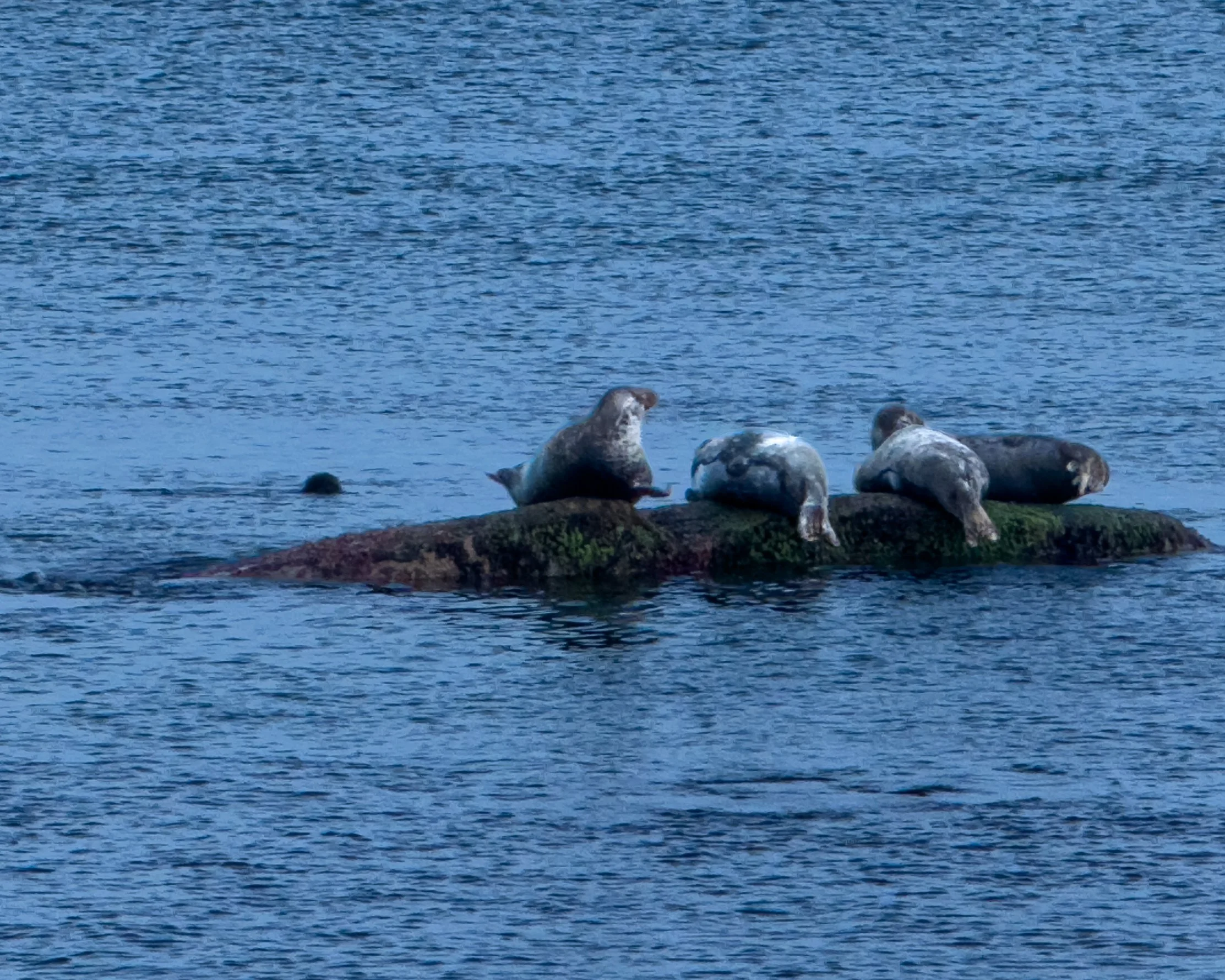 Seals on Rock 4x5.jpg