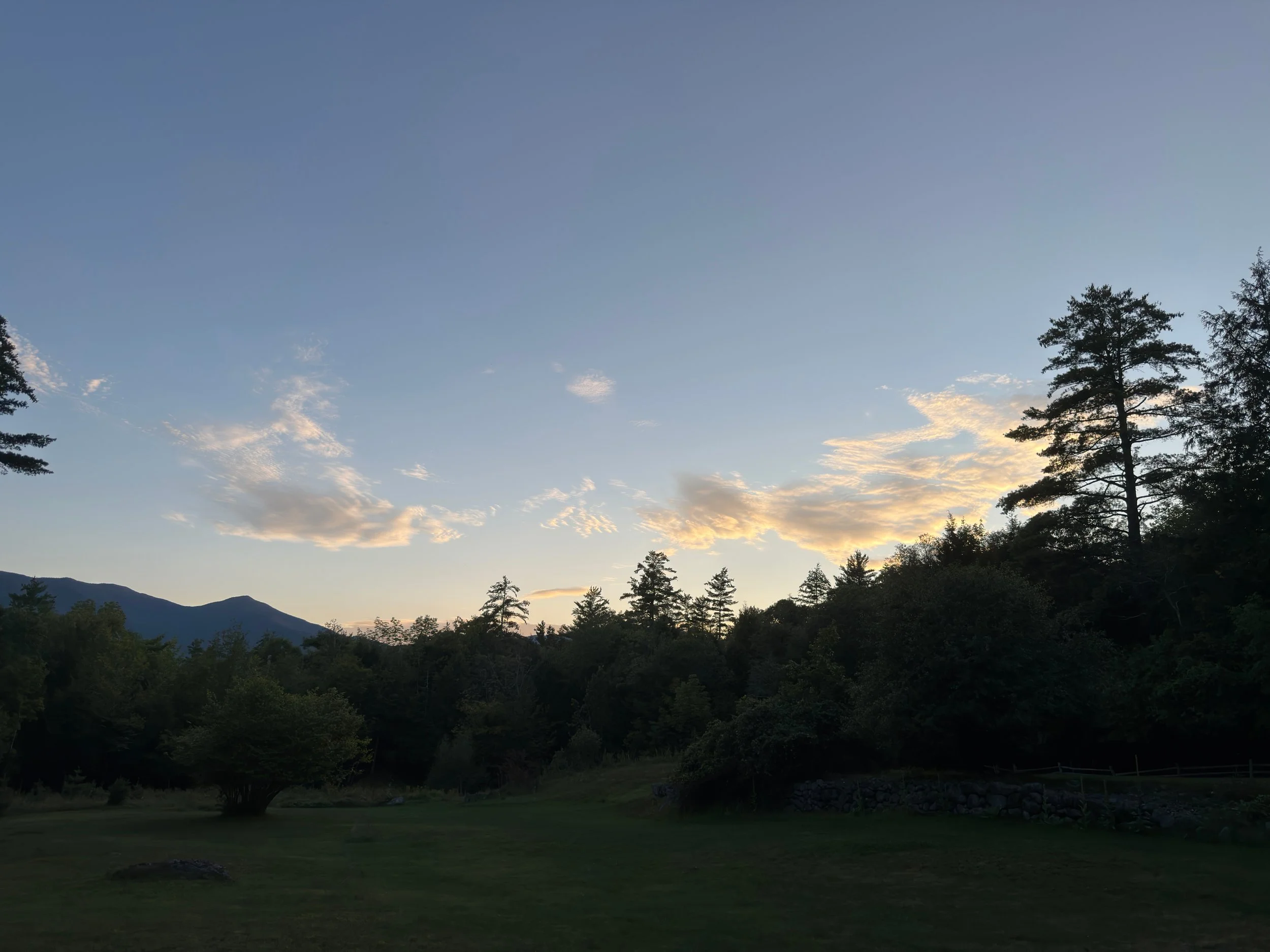 Pine Silhouettes at Twilight, Digital Download Photo