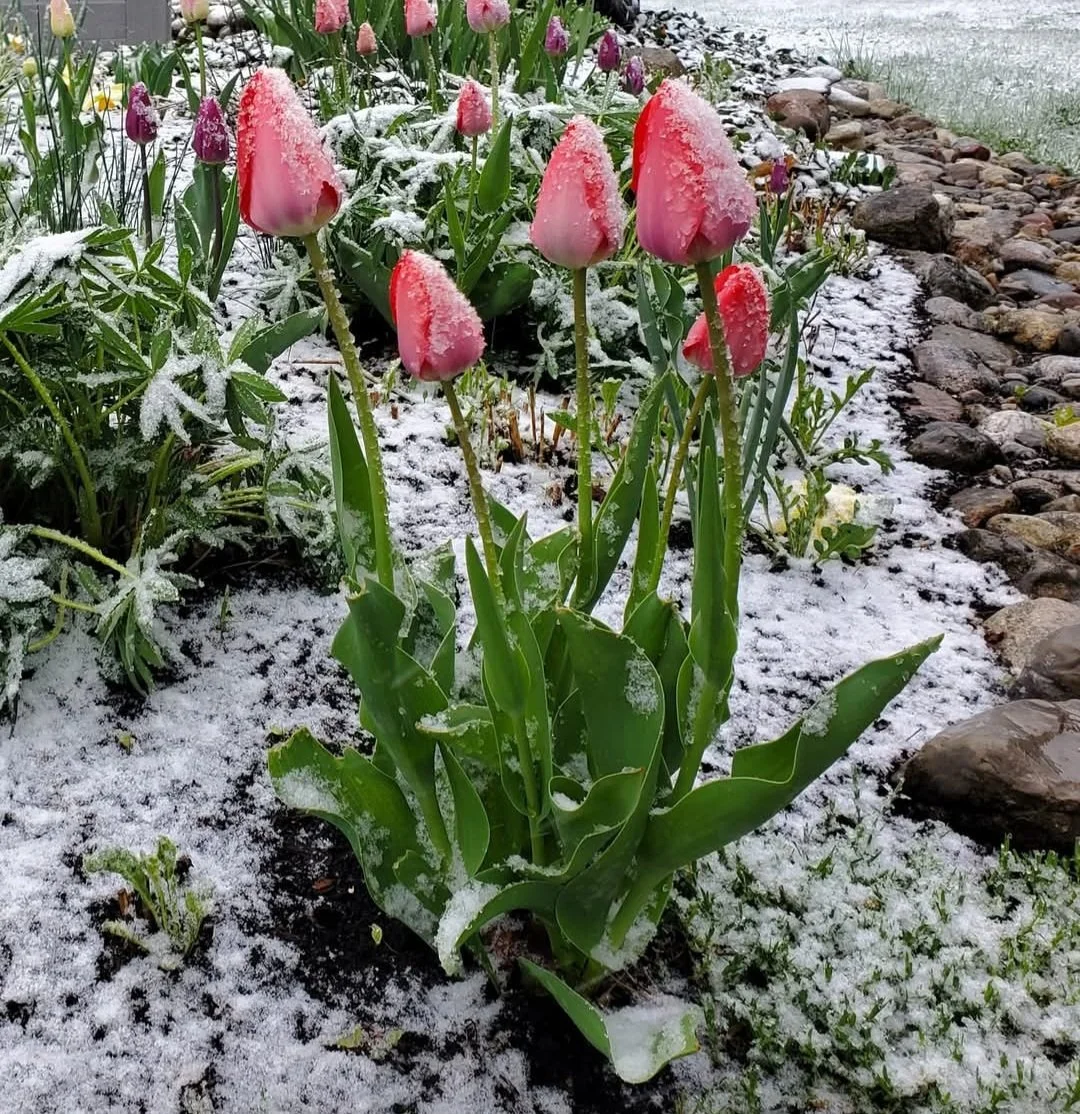 Pink tulips with snow on petals growing in a garden bed next to a rocky path.