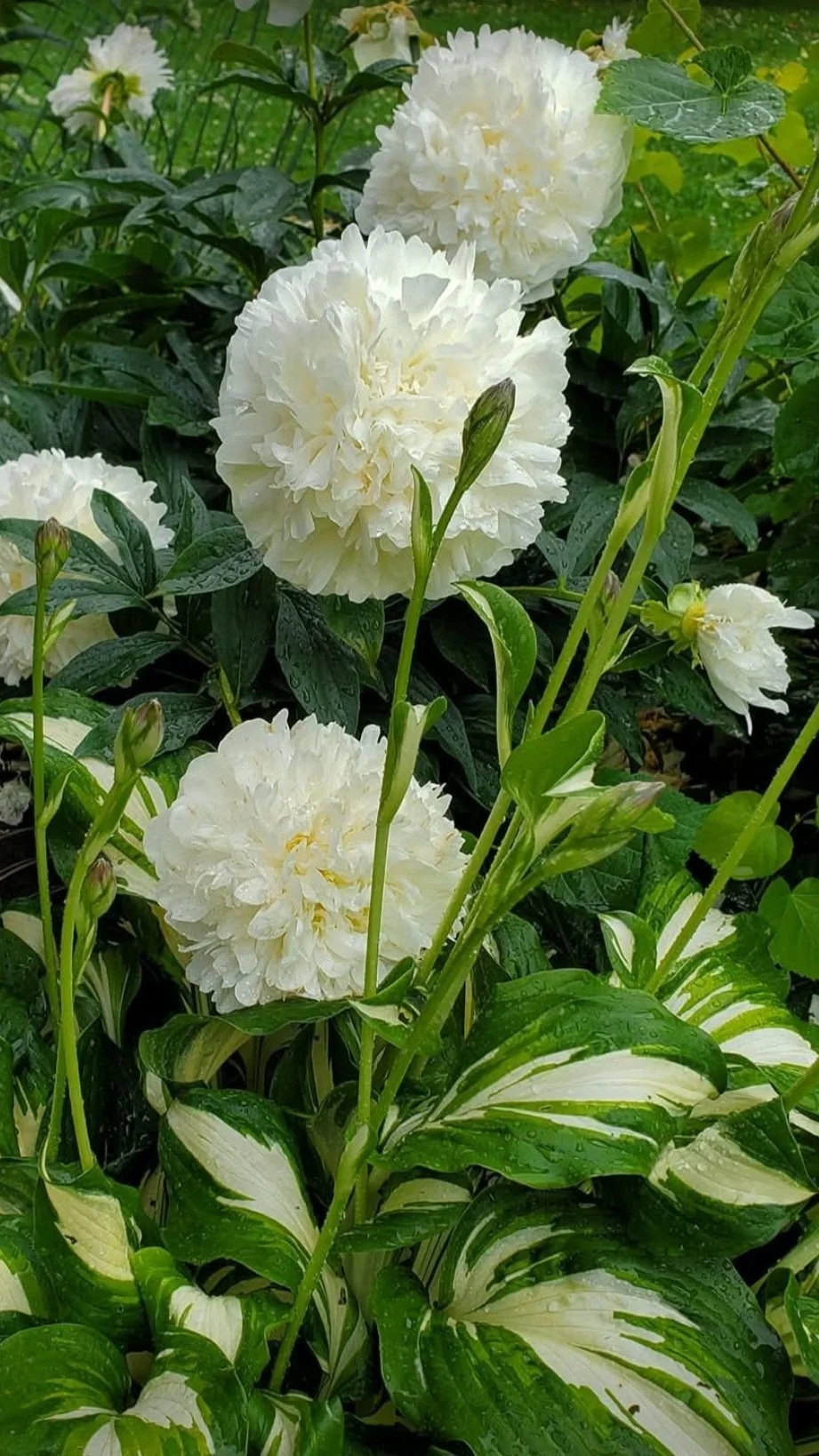 White double peony flowers with green leaves and variegated hosta plant in the background.