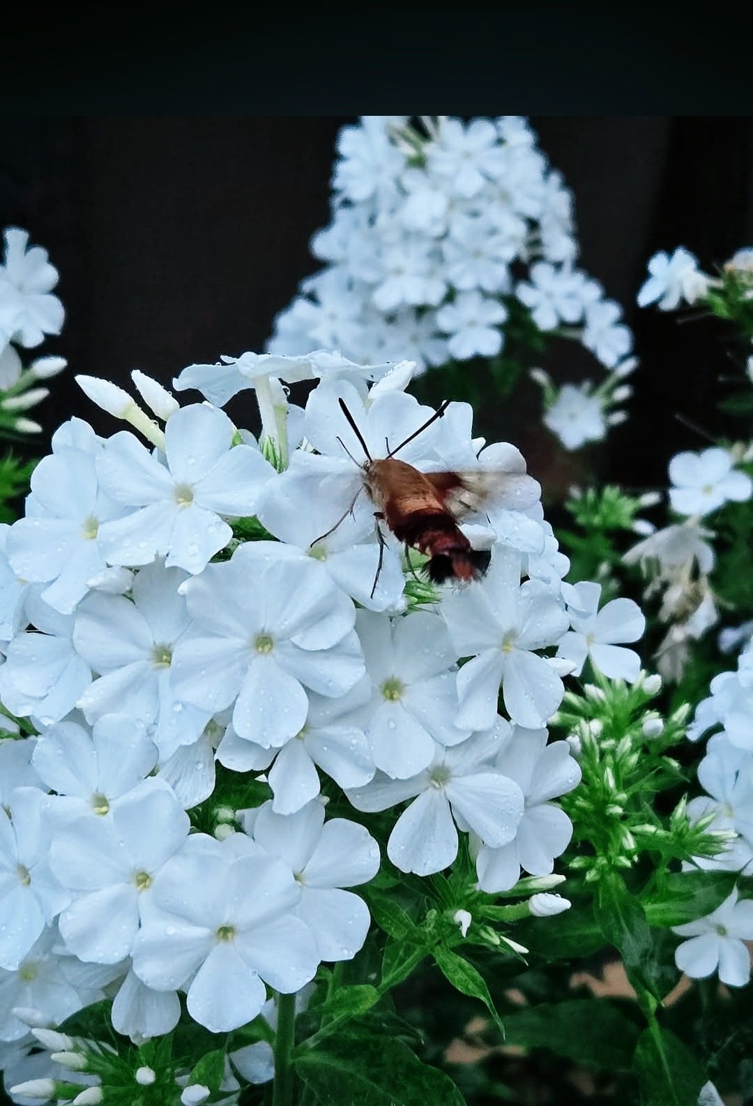 Close-up of a brown and black hummingbird moth resting on white verbena flowers with droplets of water, dark background.