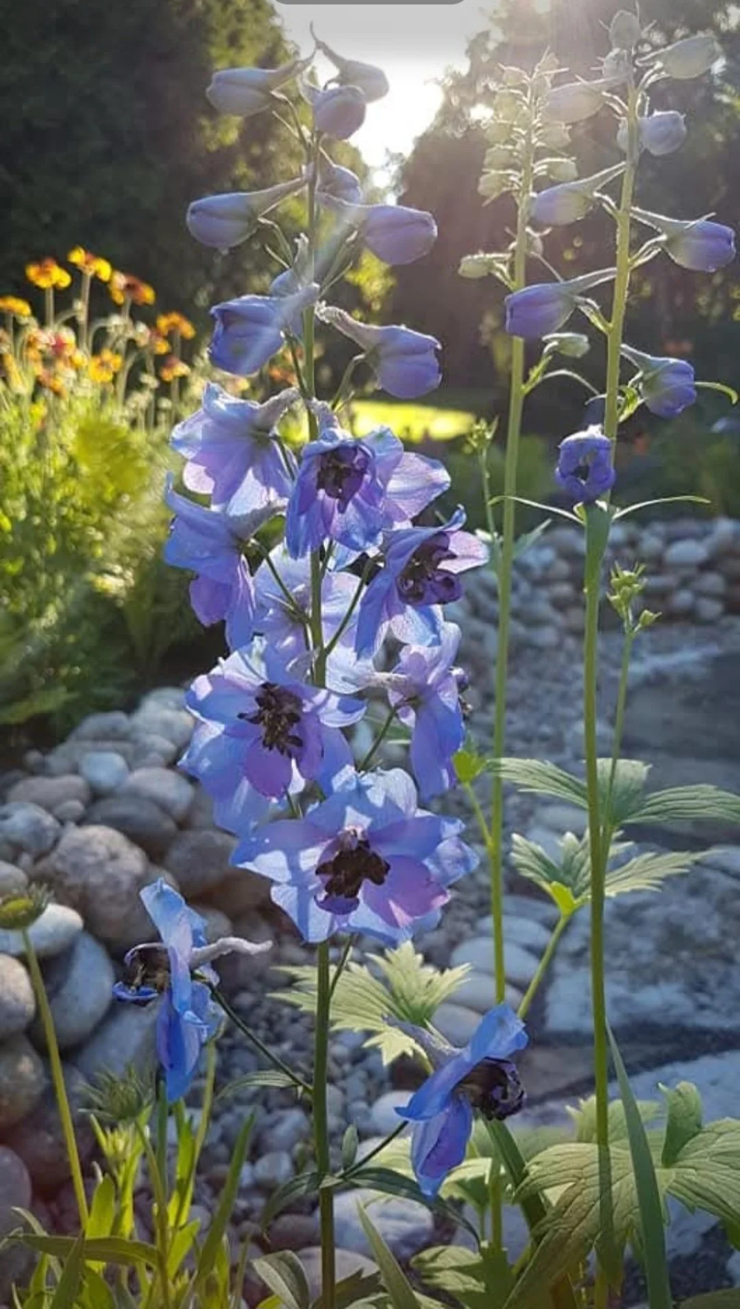 Close-up of tall, purple delphinium flowers in a garden with sunlight shining through, surrounded by other colorful flowers and rocks on the ground.
