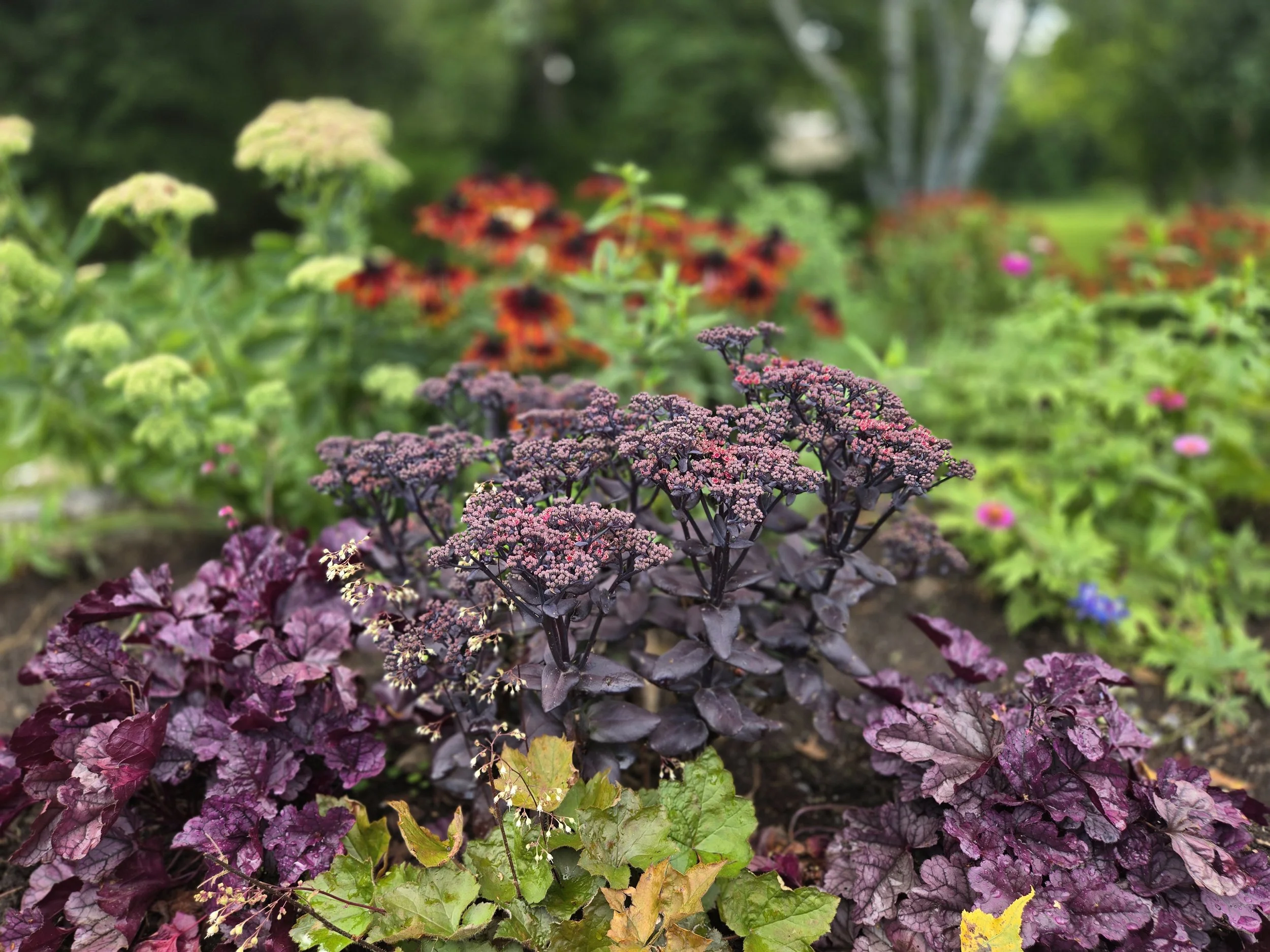 Colorful fall flowers and plants in a garden, with a blurred background of trees and greenery.