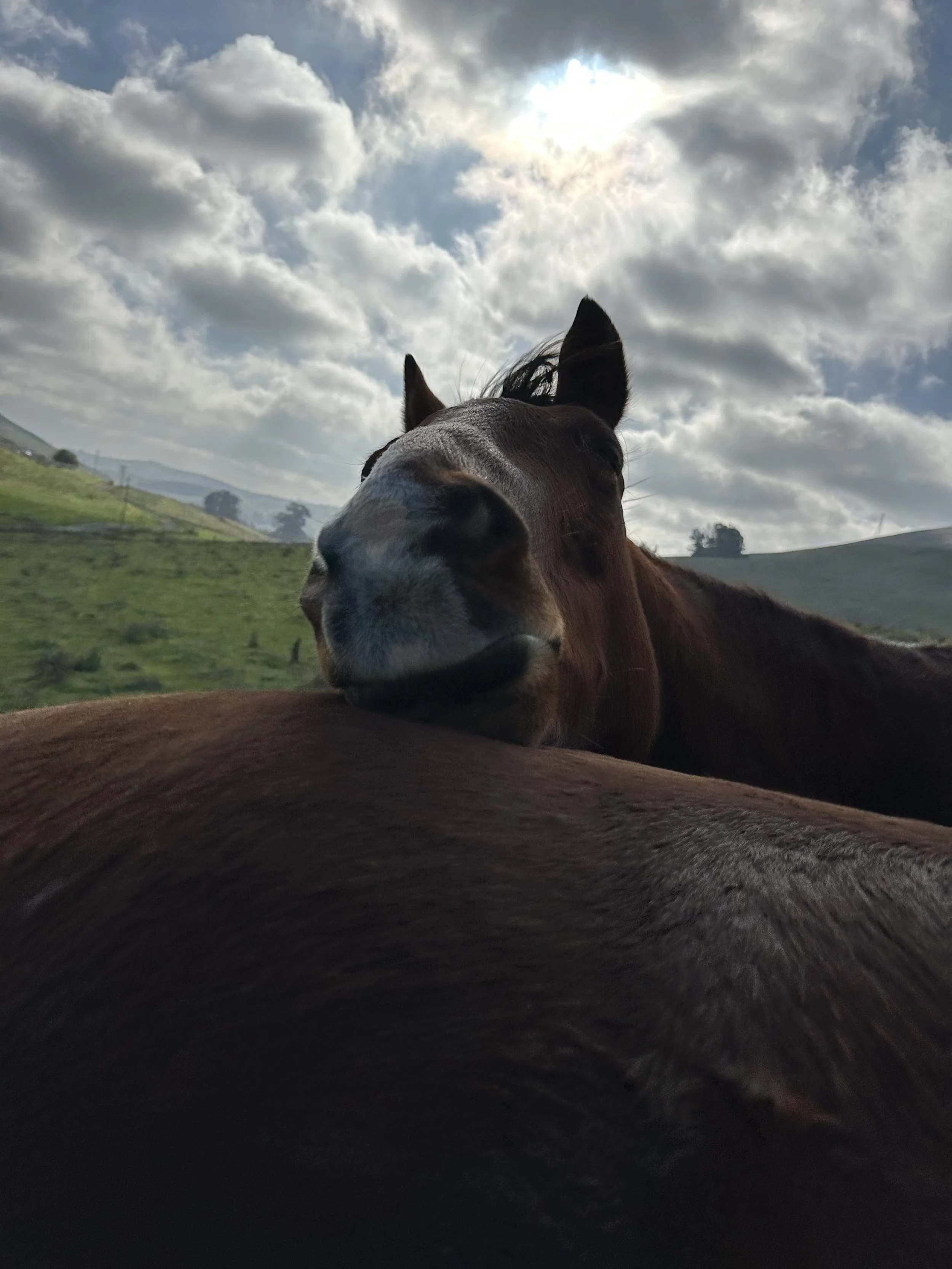 Between Horses & People