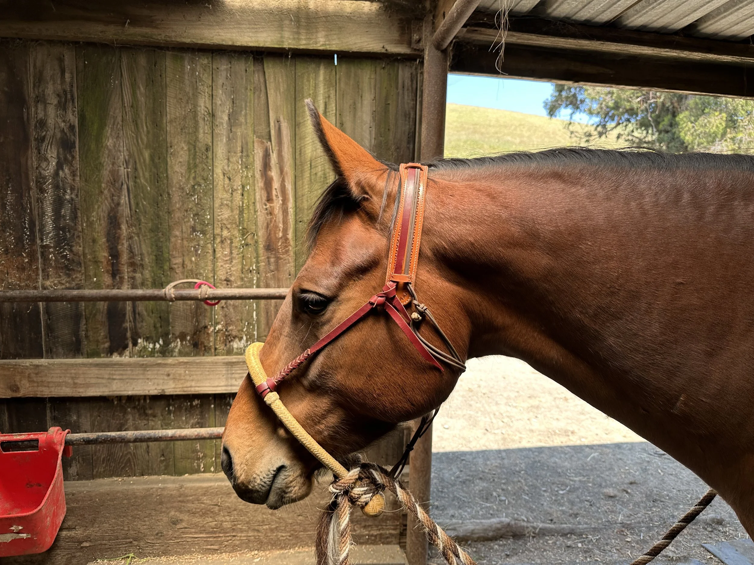 With Horses