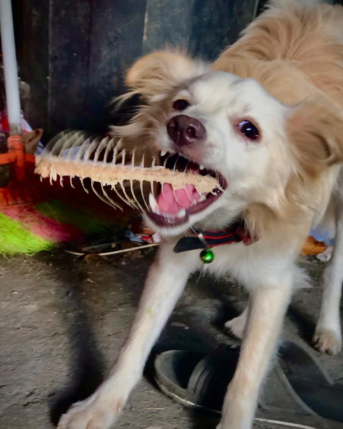 DogBone.jpg