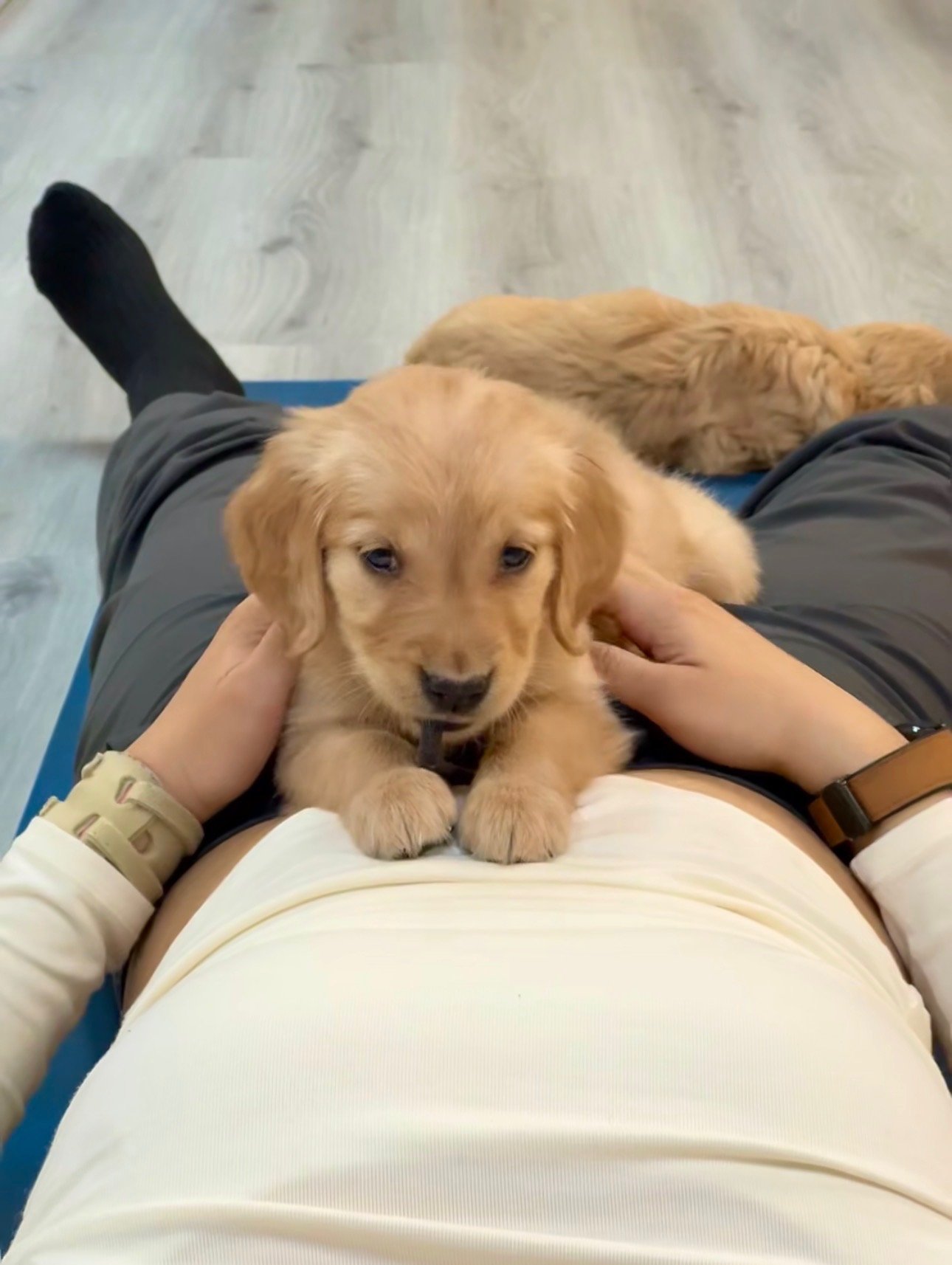 A person sitting on a blue mat with a golden retriever puppy resting on their lap. The puppy is looking at the camera, and another golden retriever puppy is lying on the floor in the background. The person is wearing a white top, grey shorts, a brown watch, and a beige wristwatch, with black socks and shoes.