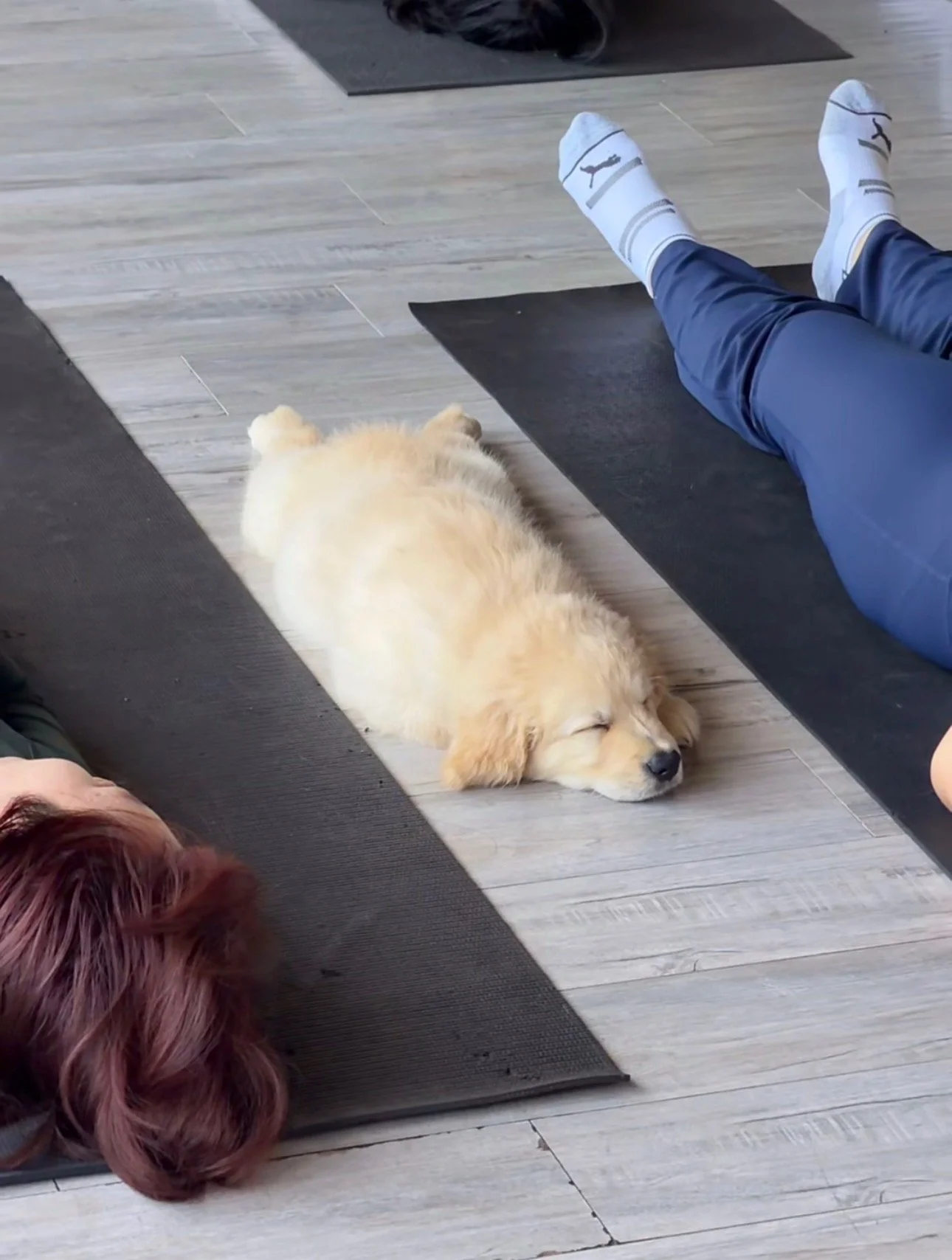 A golden retriever puppy sleeping on a yoga mat during a yoga class. Person wearing blue pants and white socks with black Puma logo is seated next to the puppy on another yoga mat. The floor is light-colored hardwood.
