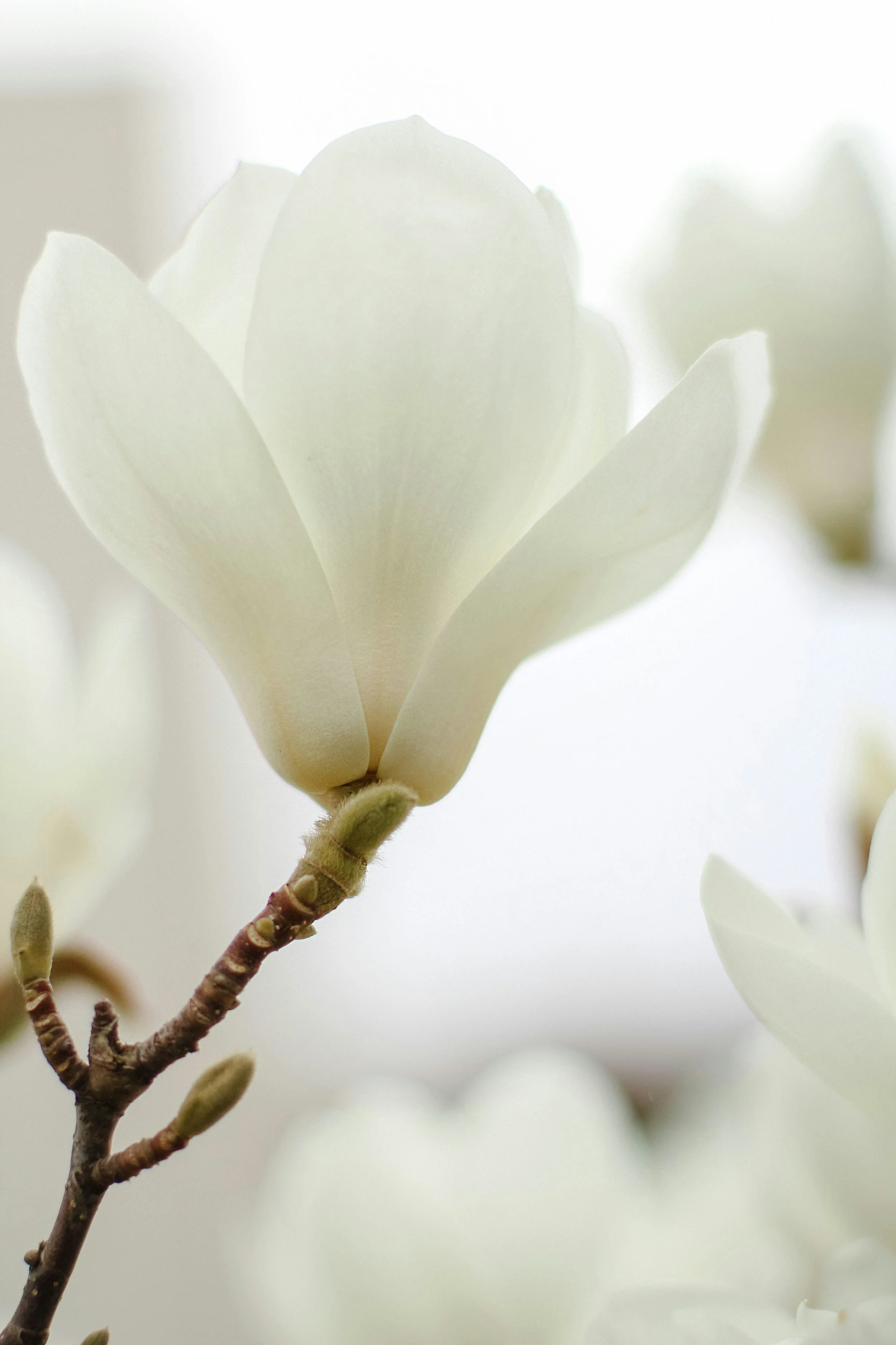 White flower with delicate petals and budding branches.